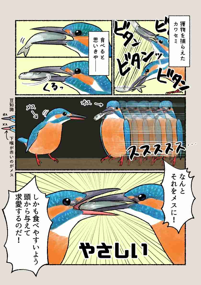 動物や鳥の【面白い求愛行動】が見たい