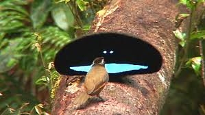 動物や鳥の【面白い求愛行動】が見たい
