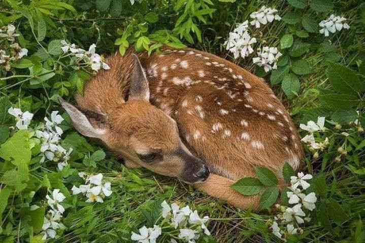 メルヘンチックなもの