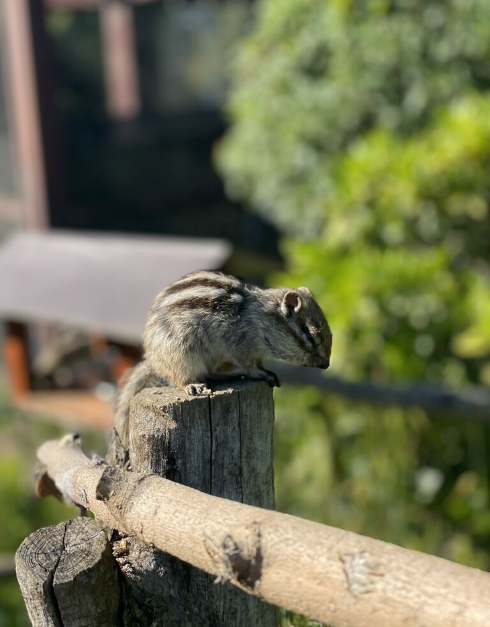 りすが好きな人🐿️