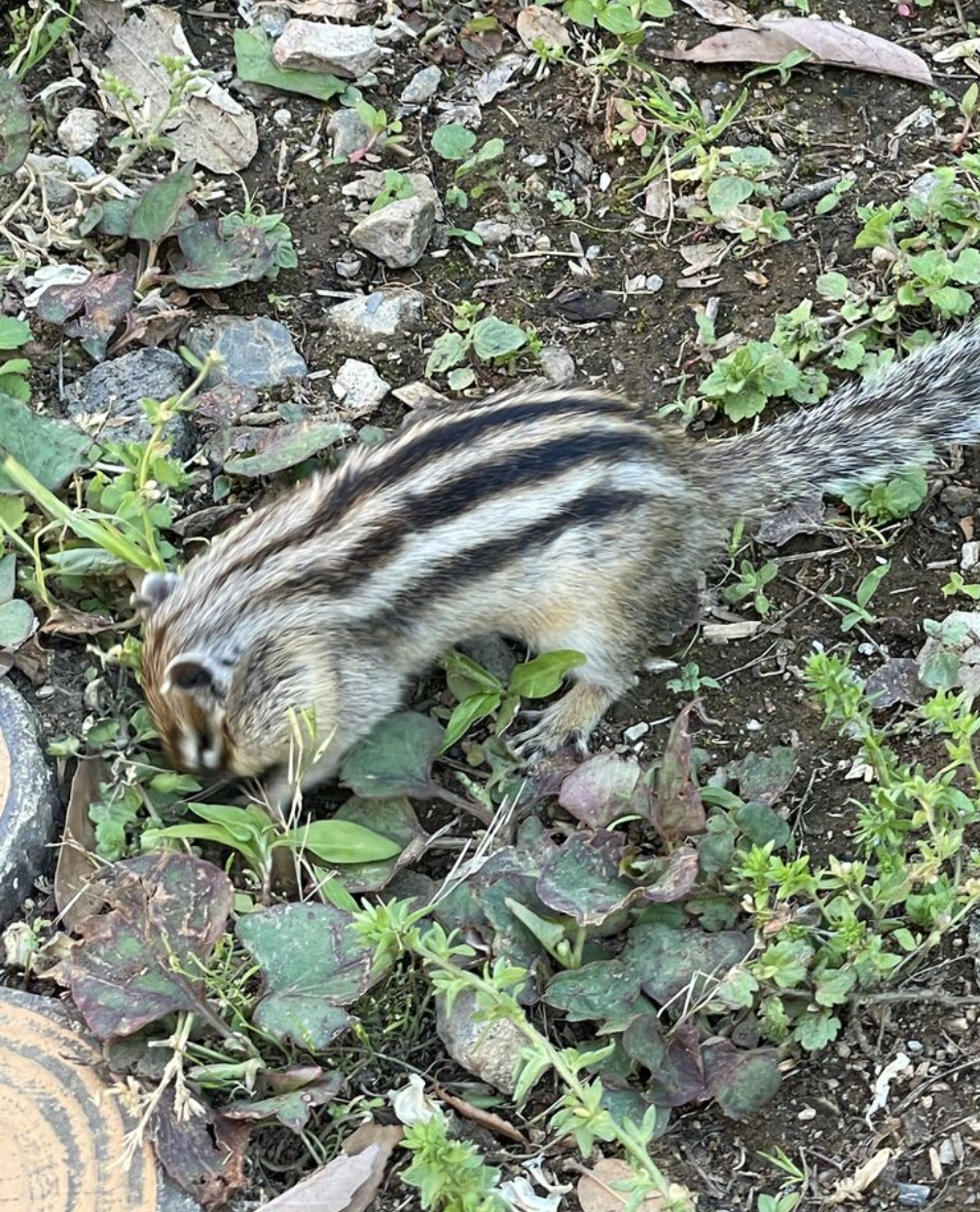 りすが好きな人🐿️
