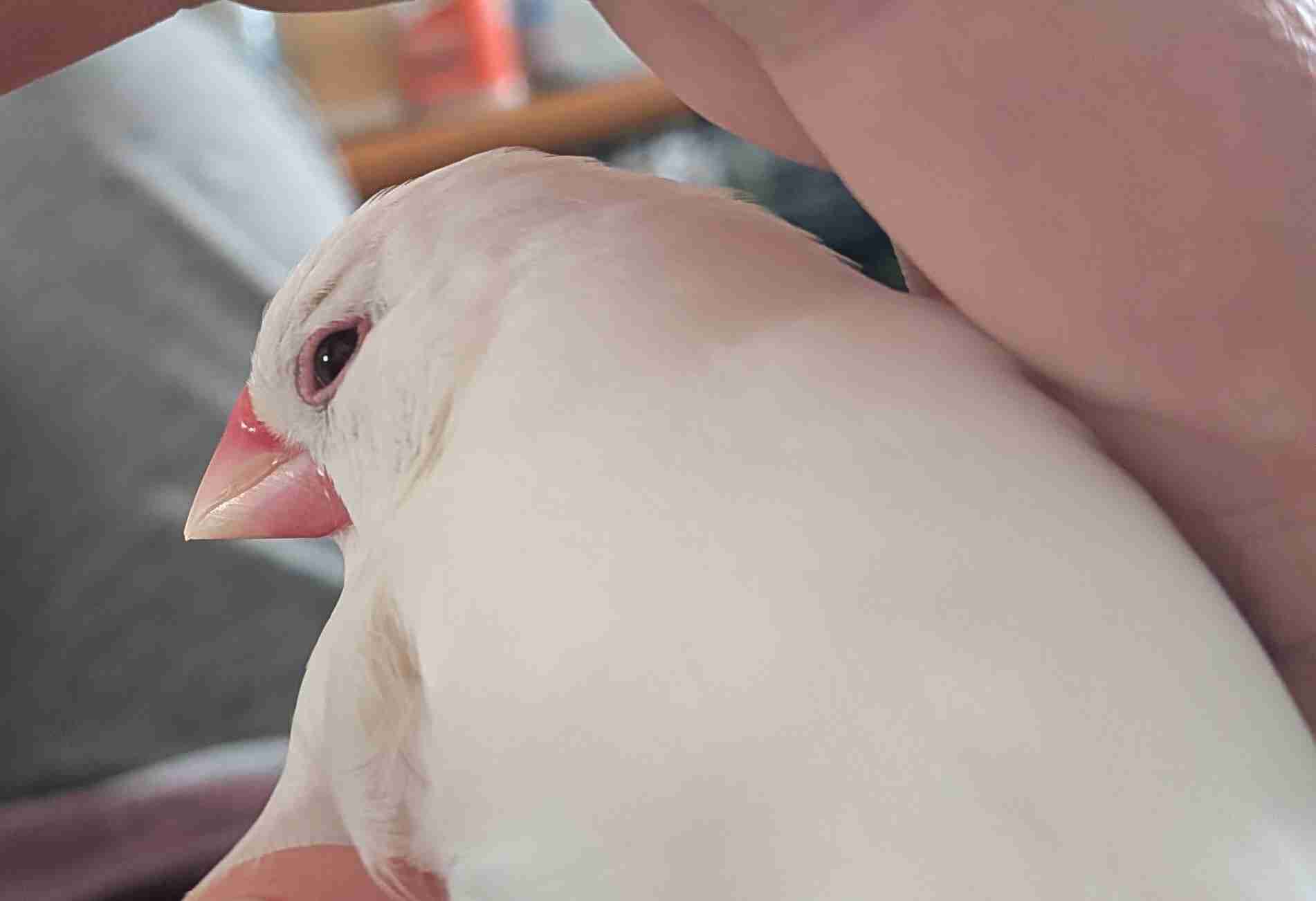 文鳥について語りたい