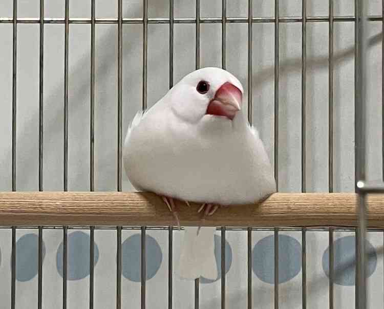 文鳥について語りたい