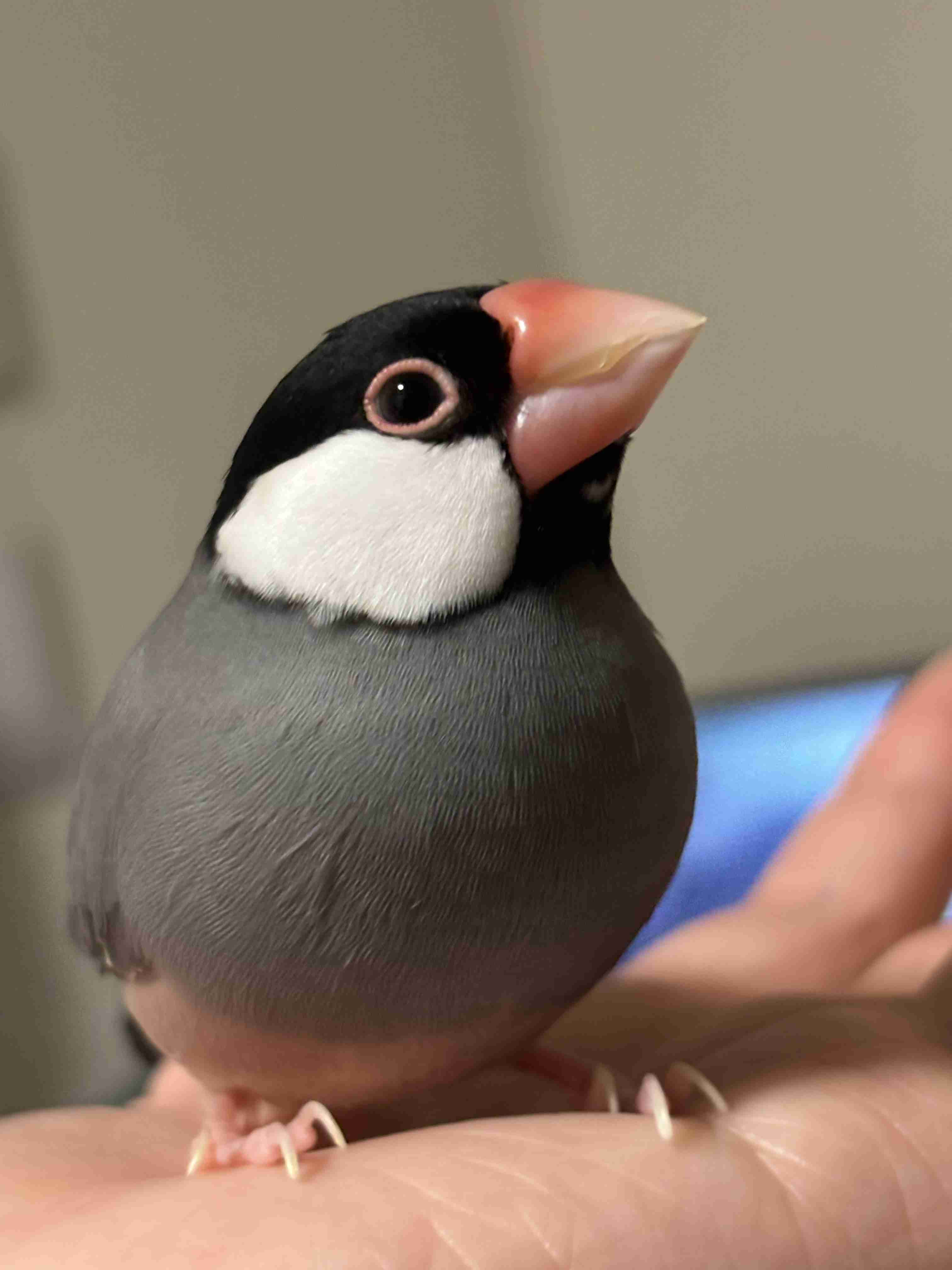 文鳥について語りたい
