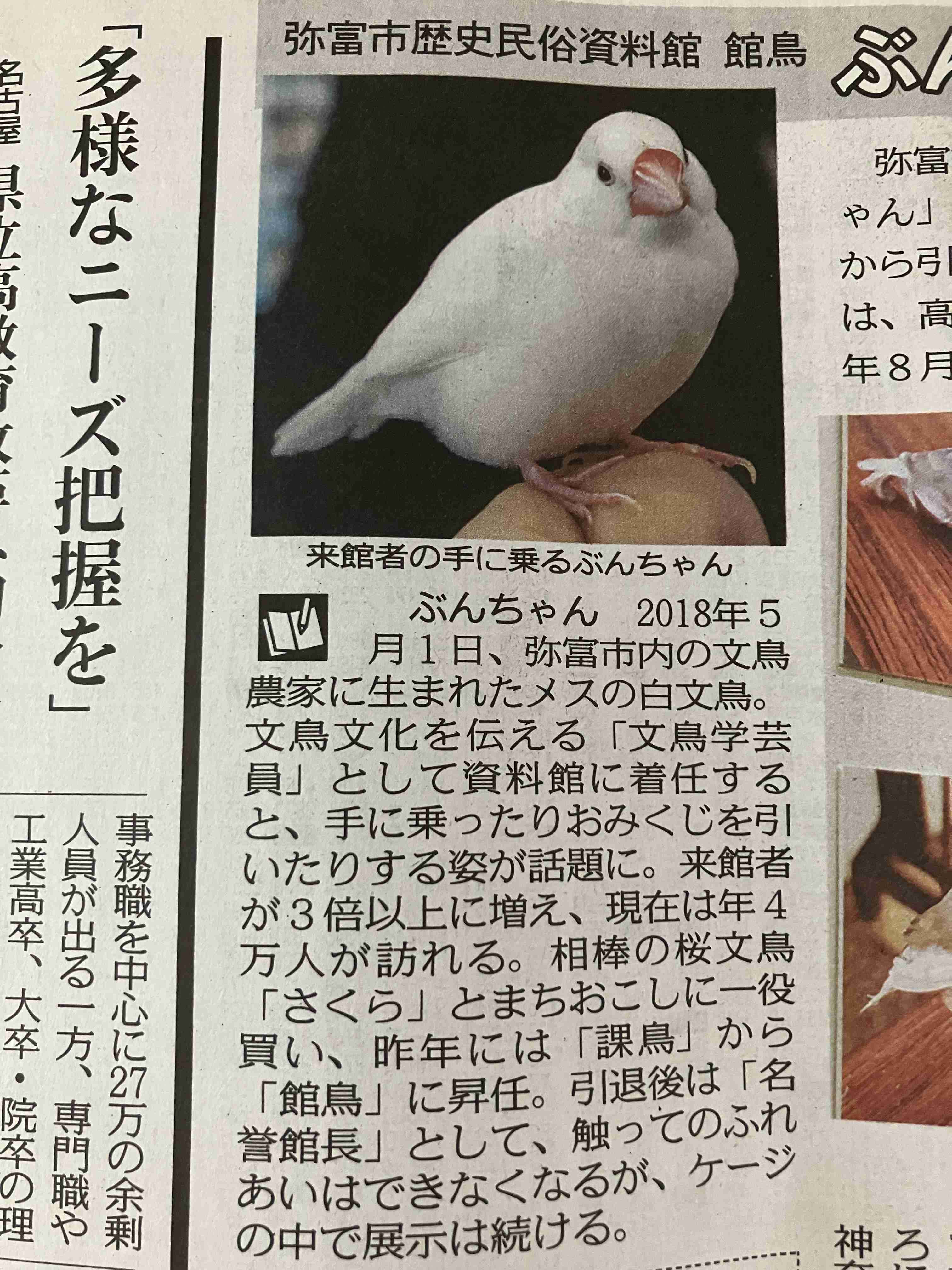 文鳥について語りたい