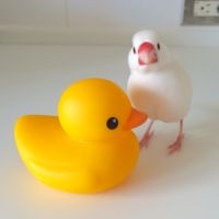 文鳥について語りたい