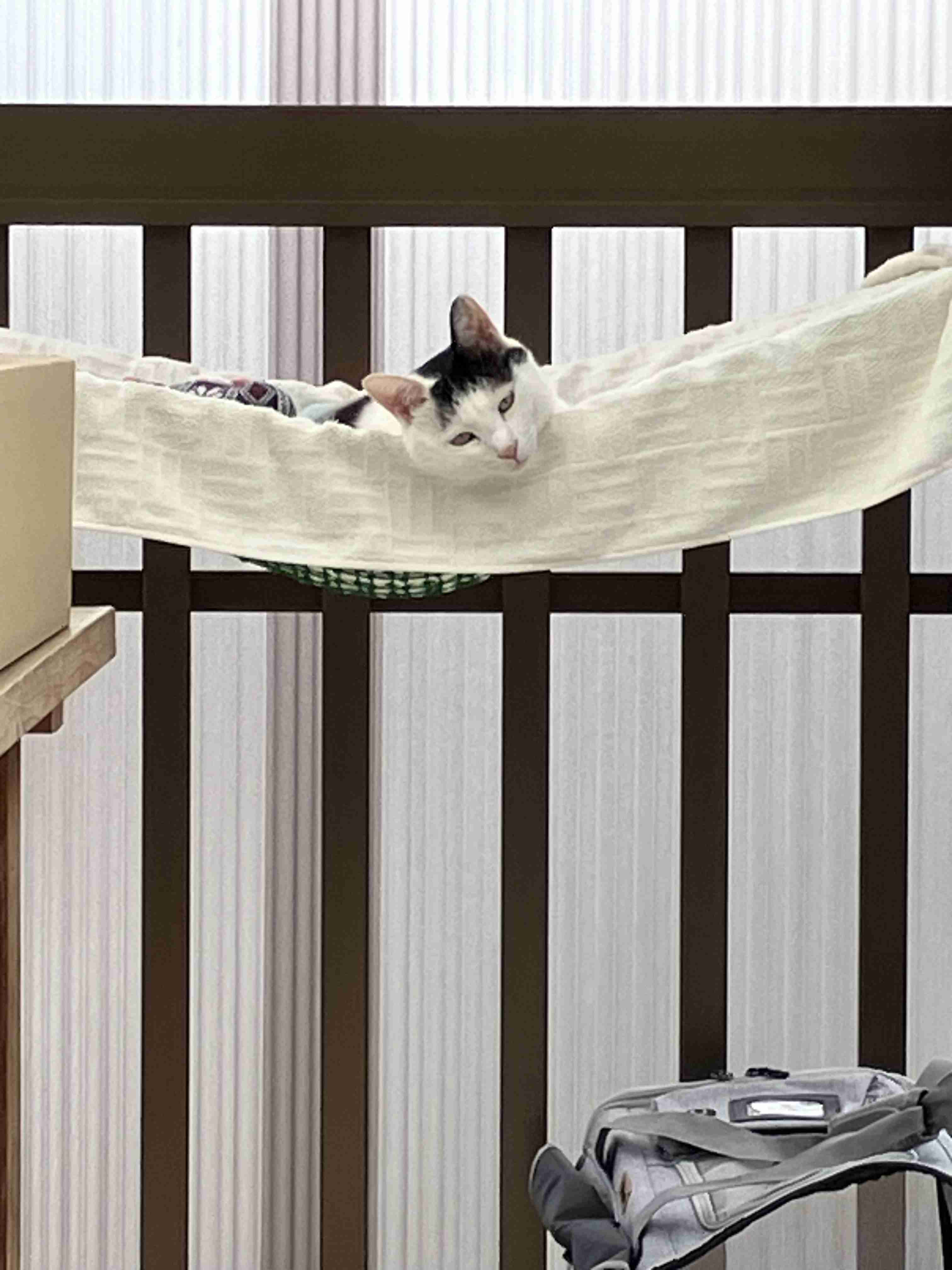 今ペット何してますか？
