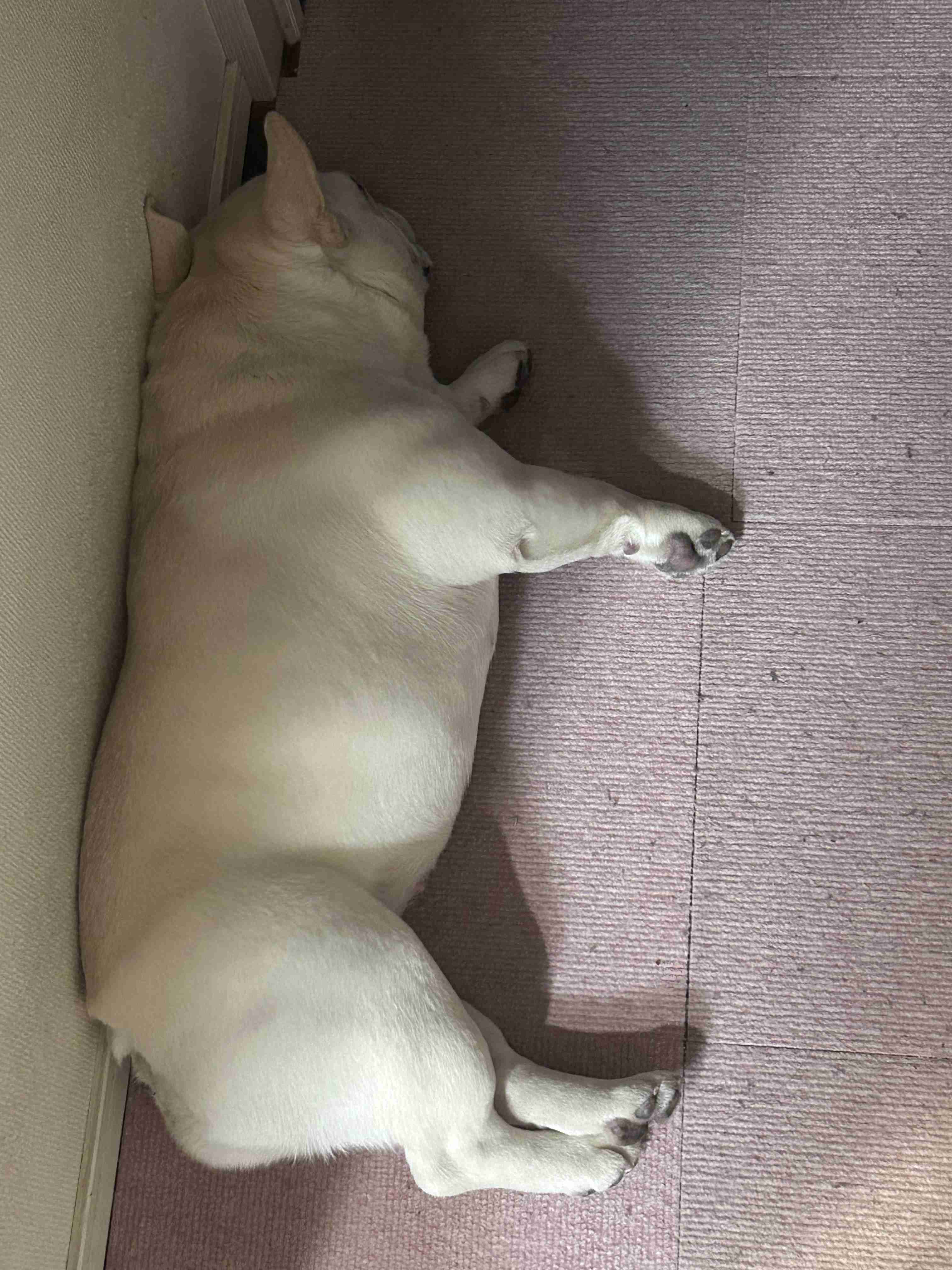 今ペット何してますか？