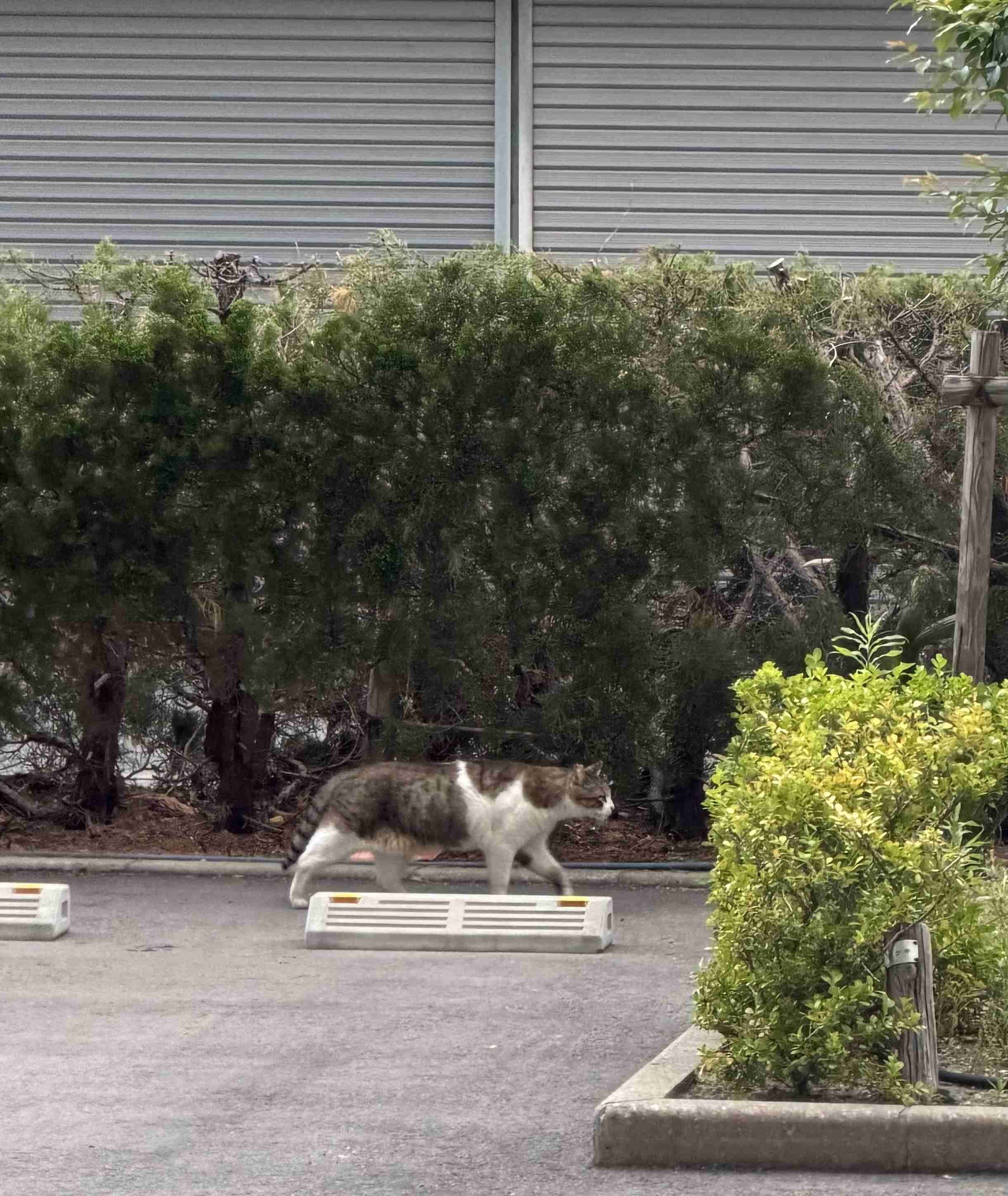 男性のミエ・コダワリ