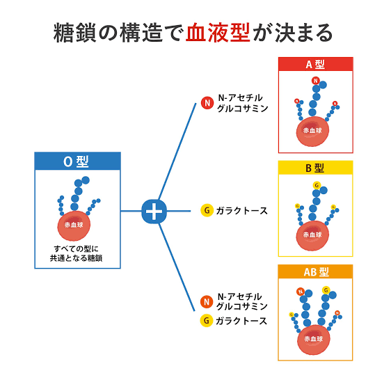最新研究で判明｢血液型性格診断｣のせいで結婚･就職･年収のすべてで
