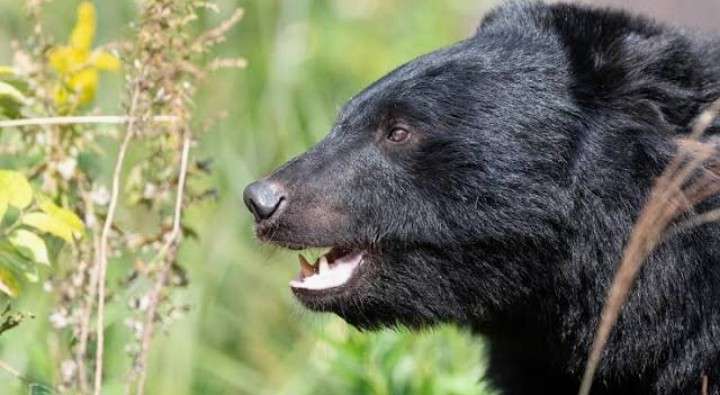 東京・奥多摩町仙元峠で上半身のない遺体　クマに襲われた可能性　周辺には大型動物の足跡　警視庁が身元確認を進める