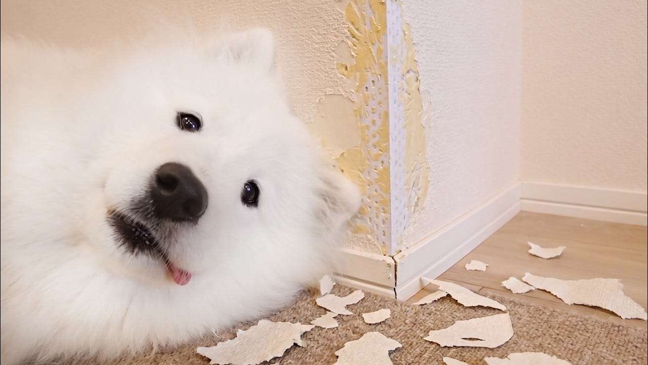 夜ひとりでこっそり楽しんでいること