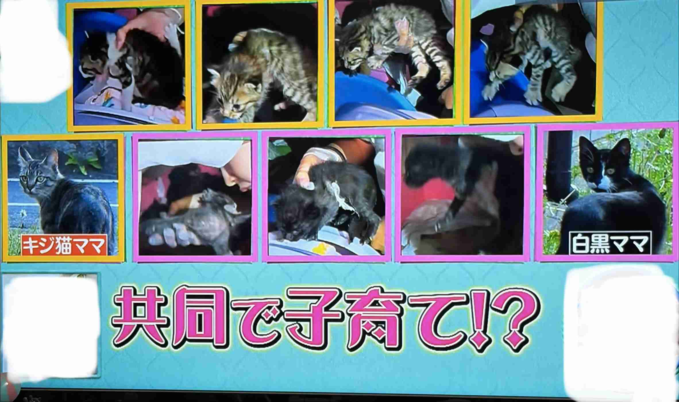 みんな生き延びるための野良猫たちの知恵。2匹の母猫が協力して11匹の子猫を育てていた