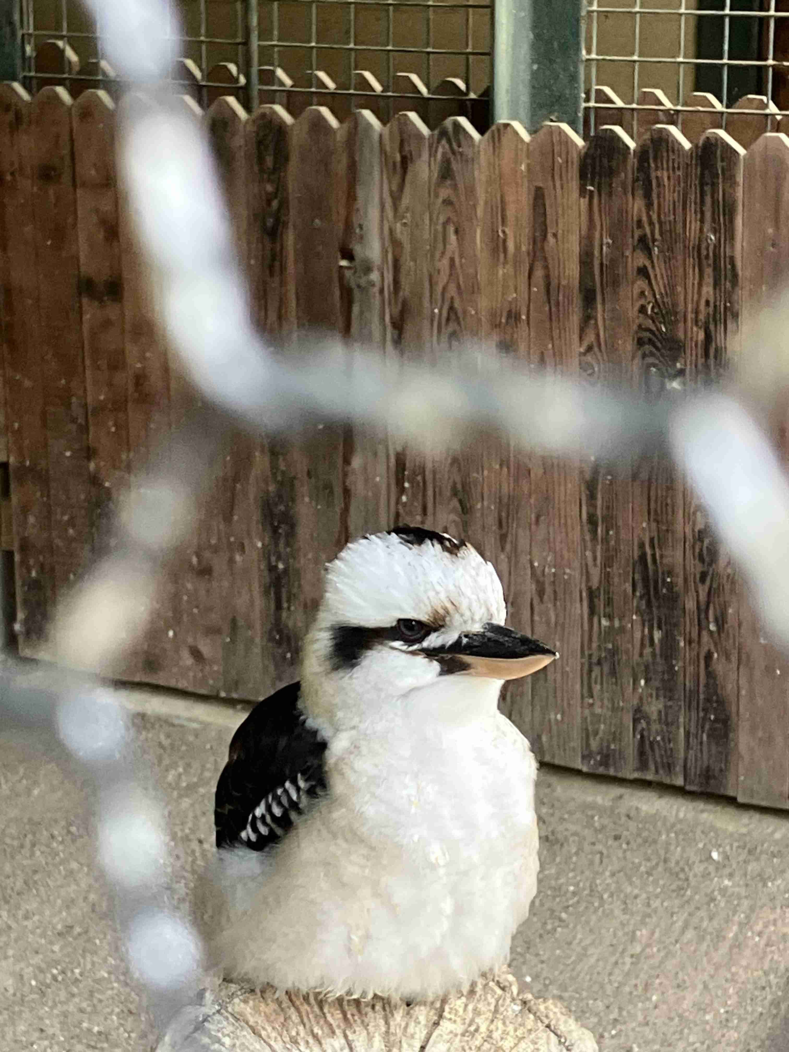 野鳥カメラマンが殺到、希少種が営巣放棄…「マナー守って」愛護会や十日町市などが対策