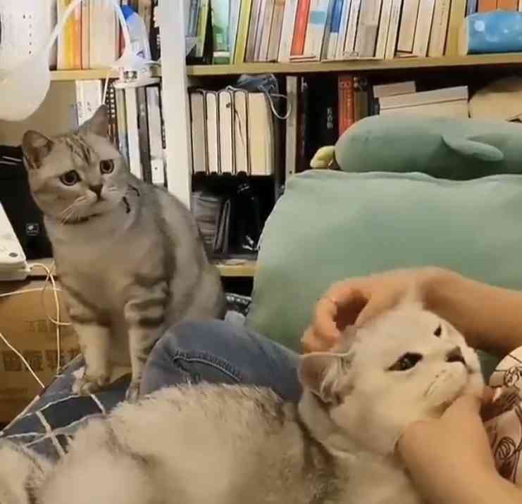 見たら悲しい気持ちになるかもしれないトピ