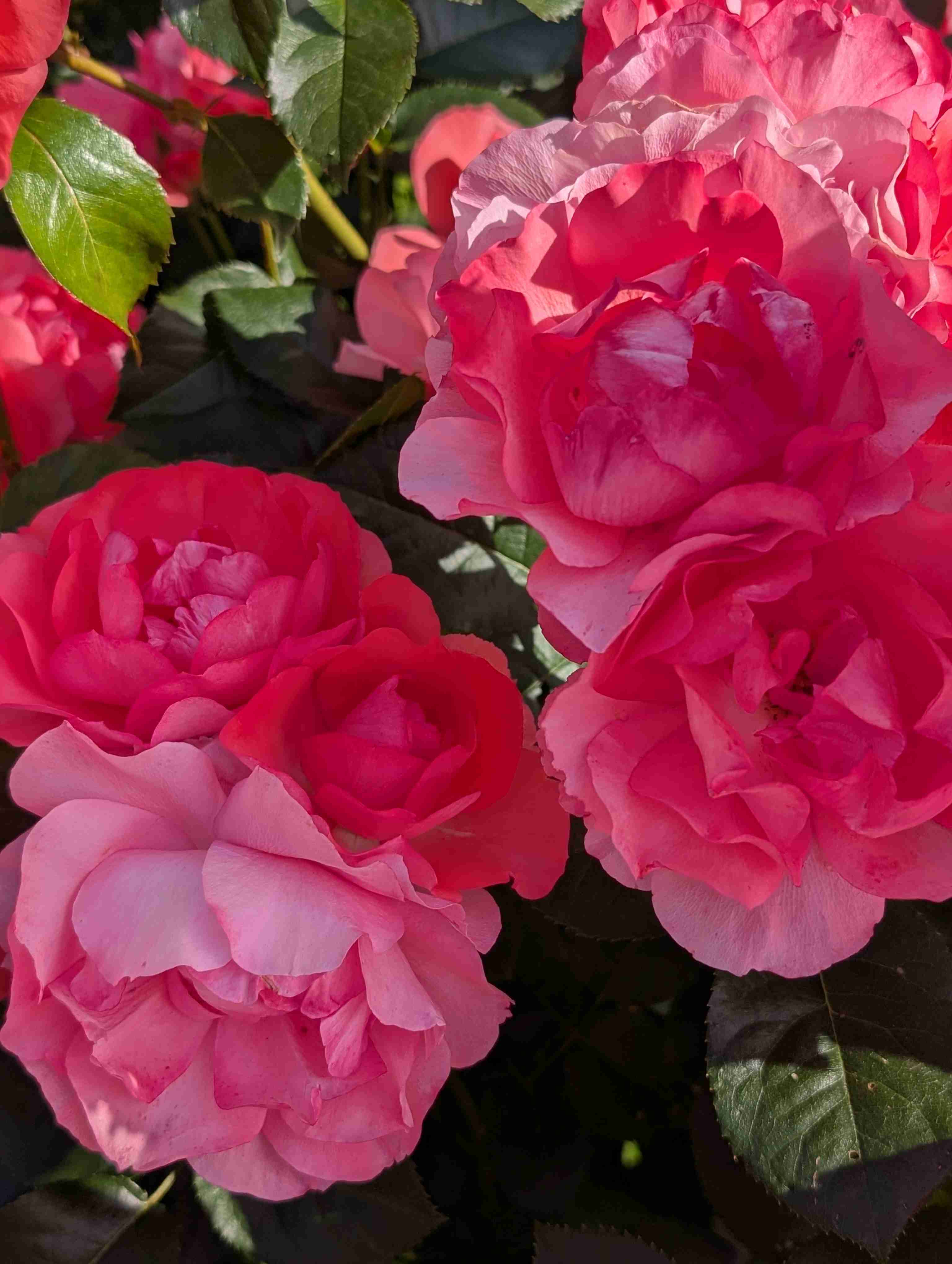 薔薇が見ごろ