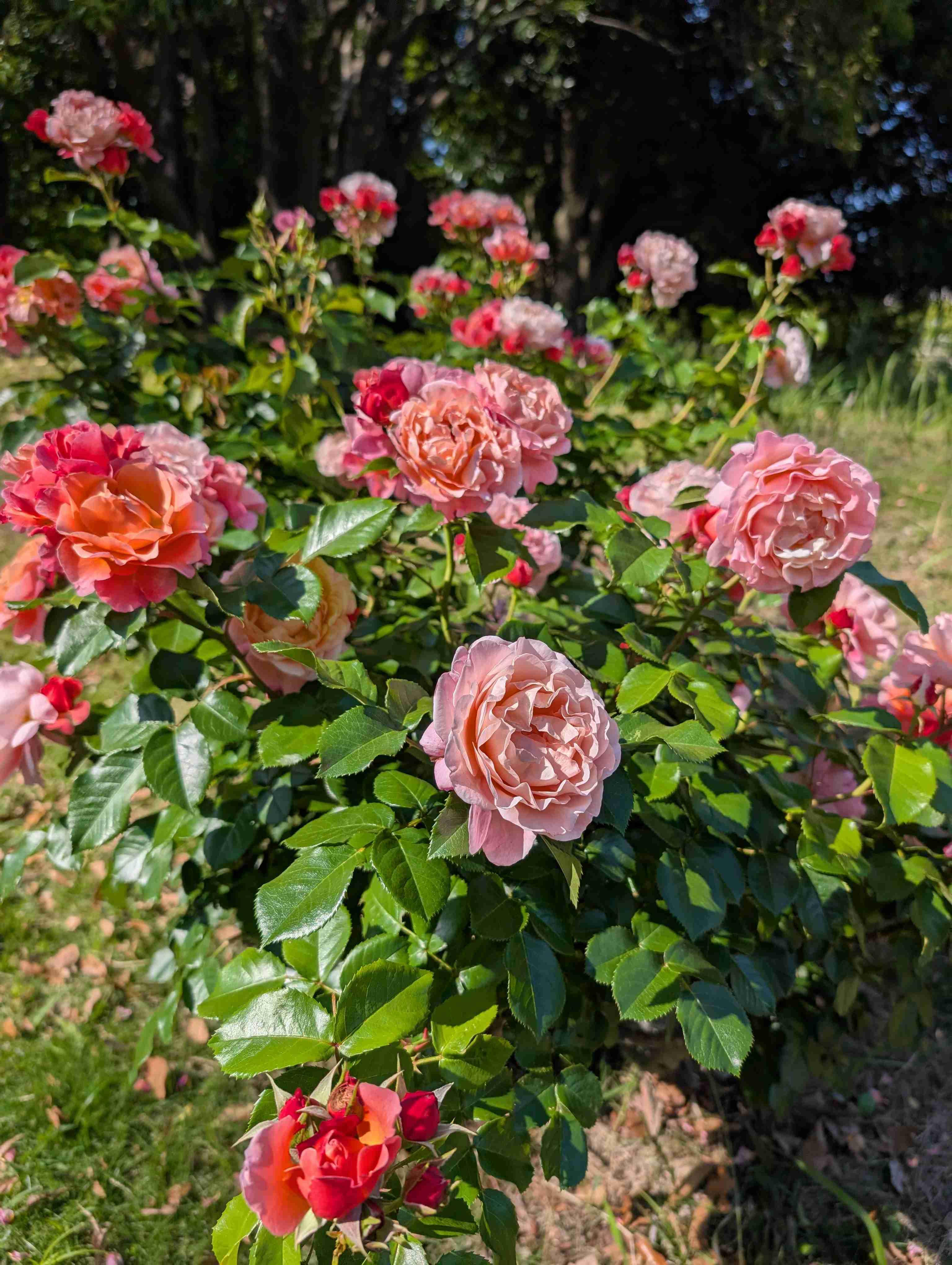 薔薇が見ごろ