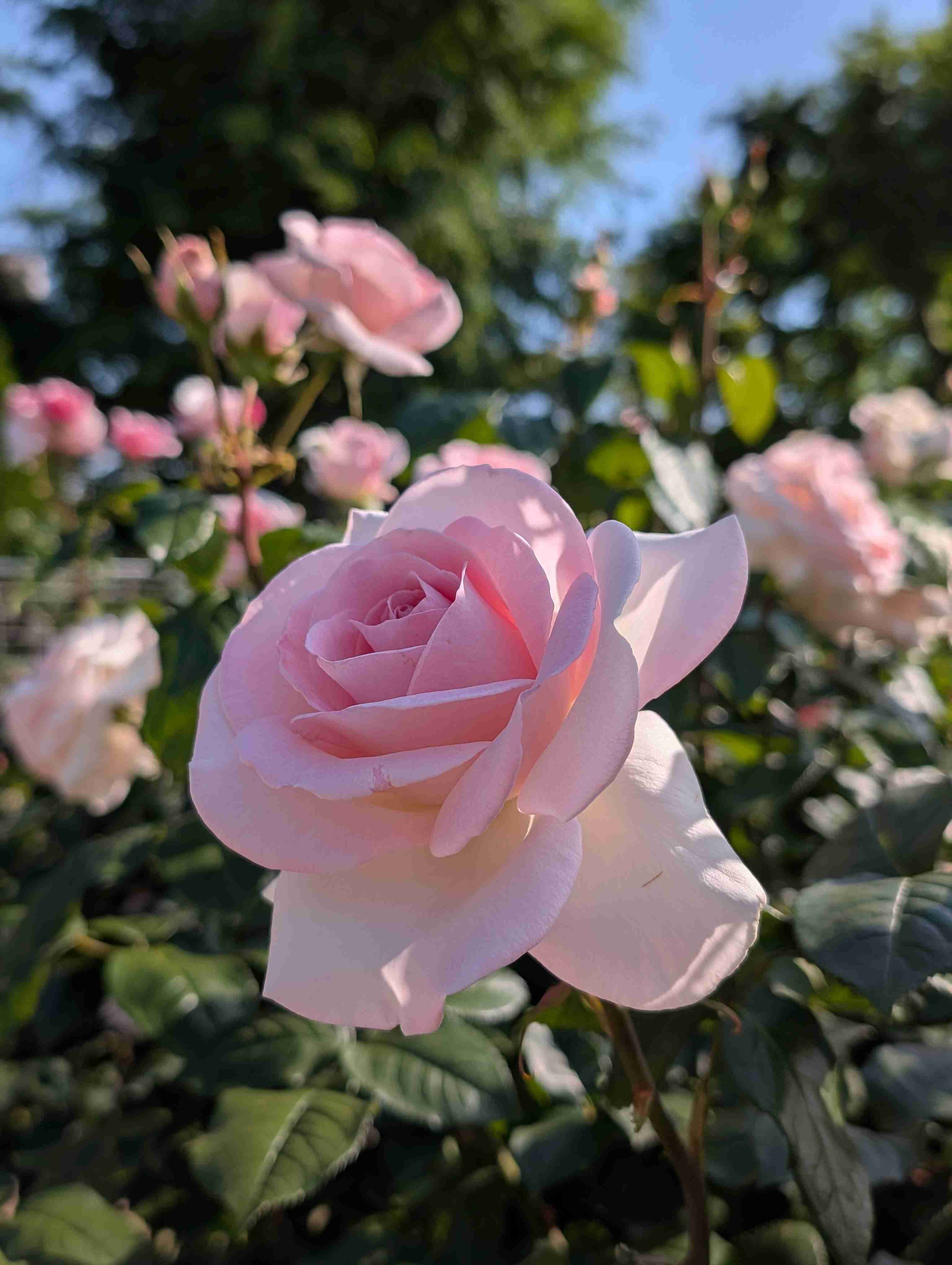 薔薇が見ごろ