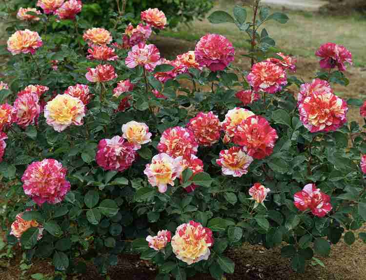 薔薇が見ごろ
