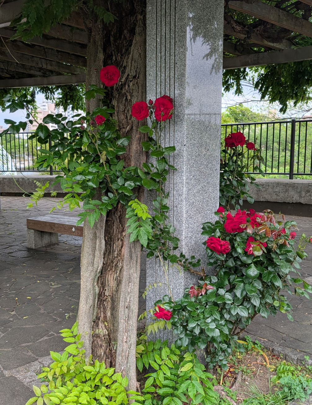 薔薇が見ごろ