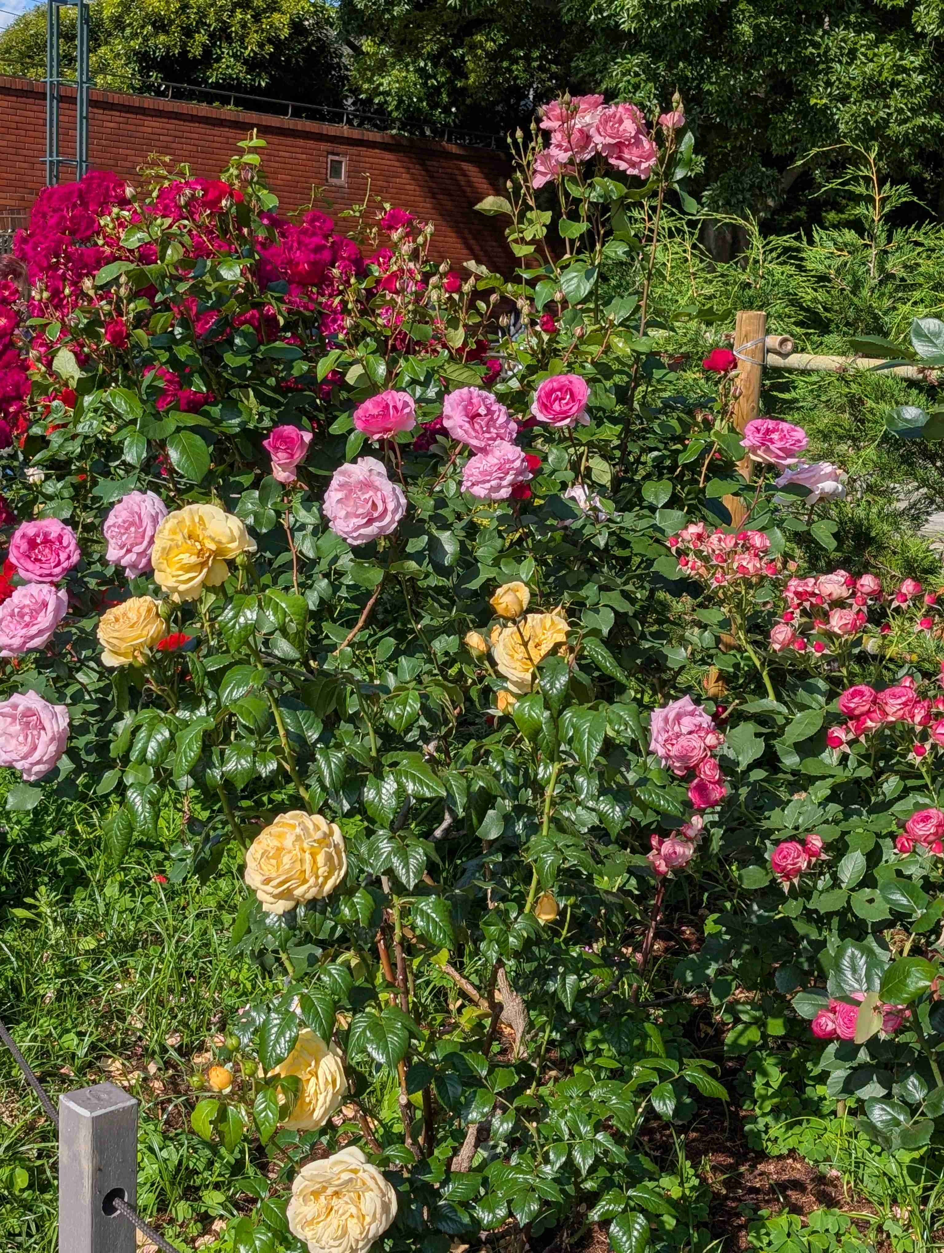 薔薇が見ごろ