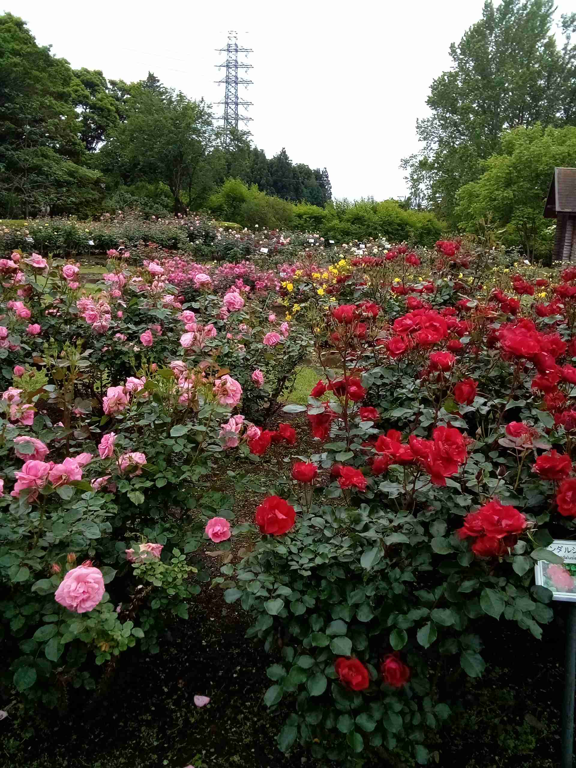 薔薇が見ごろ