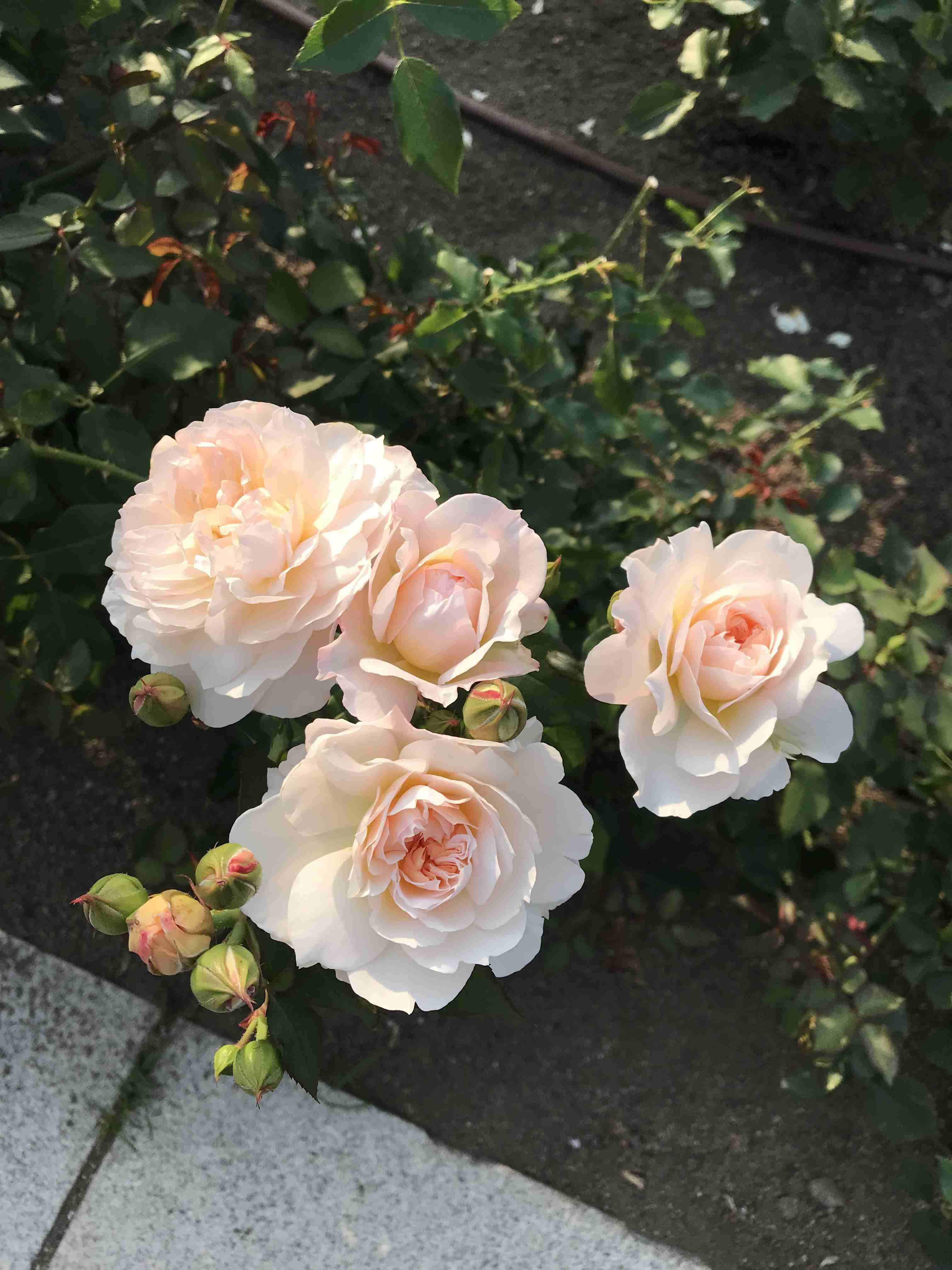 薔薇が見ごろ