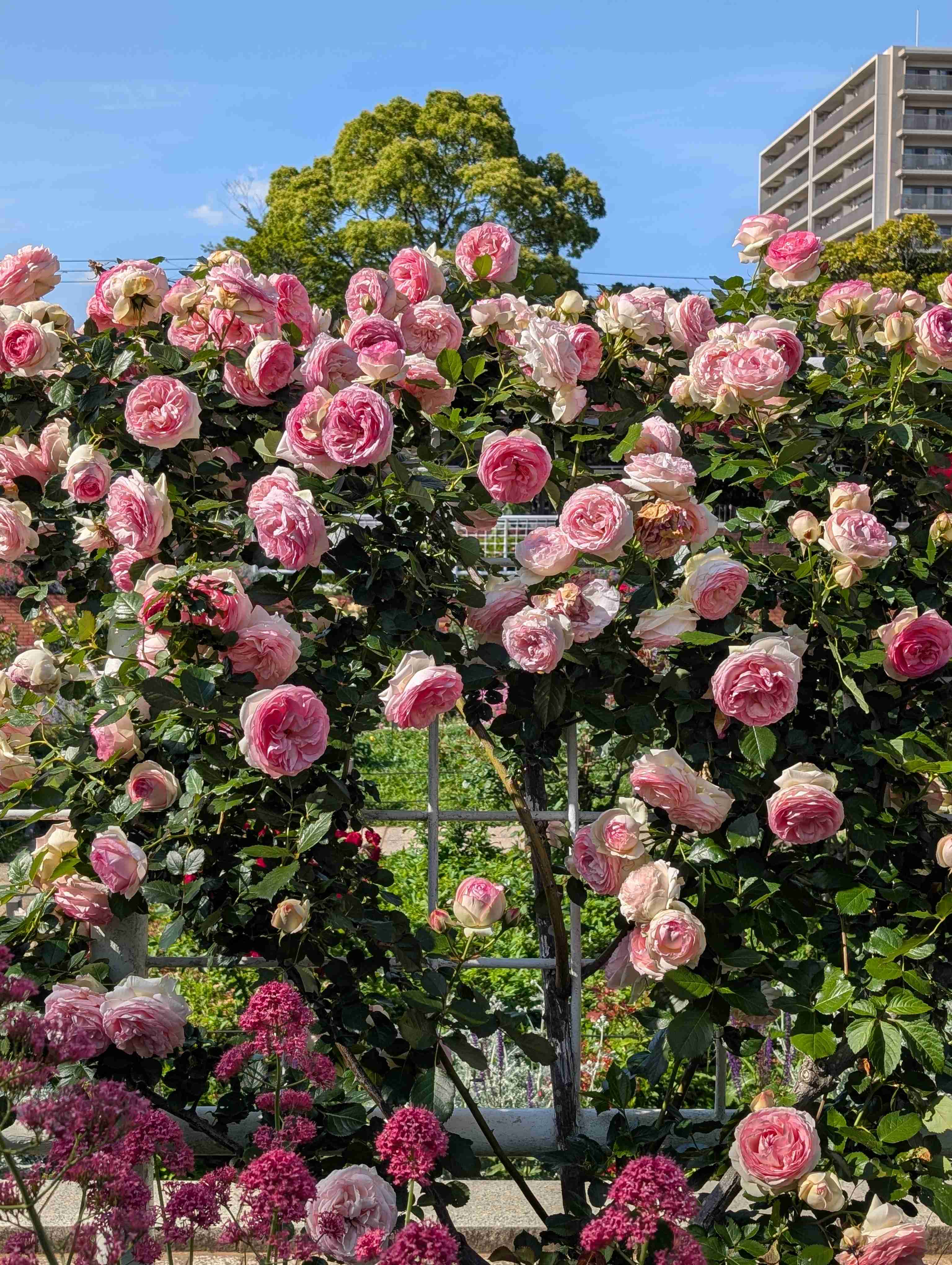 薔薇が見ごろ