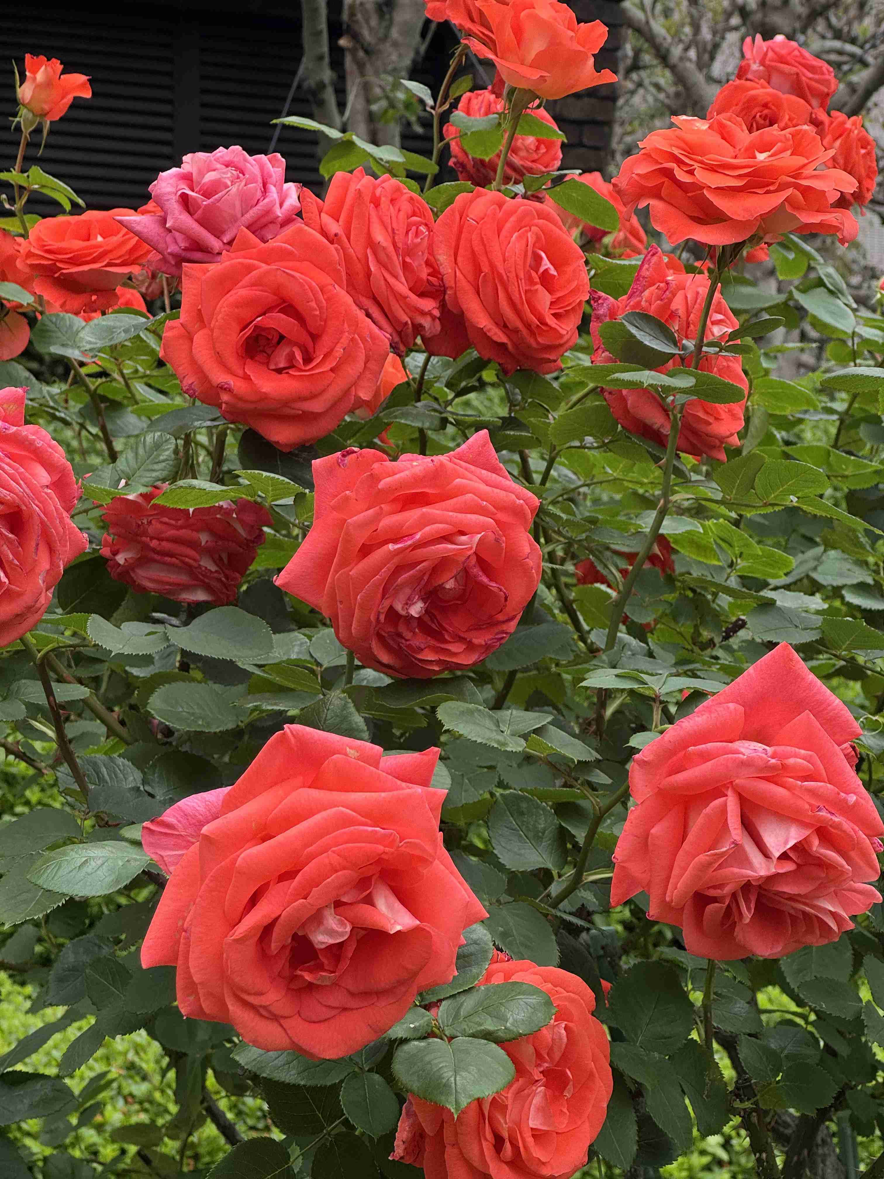 薔薇が見ごろ