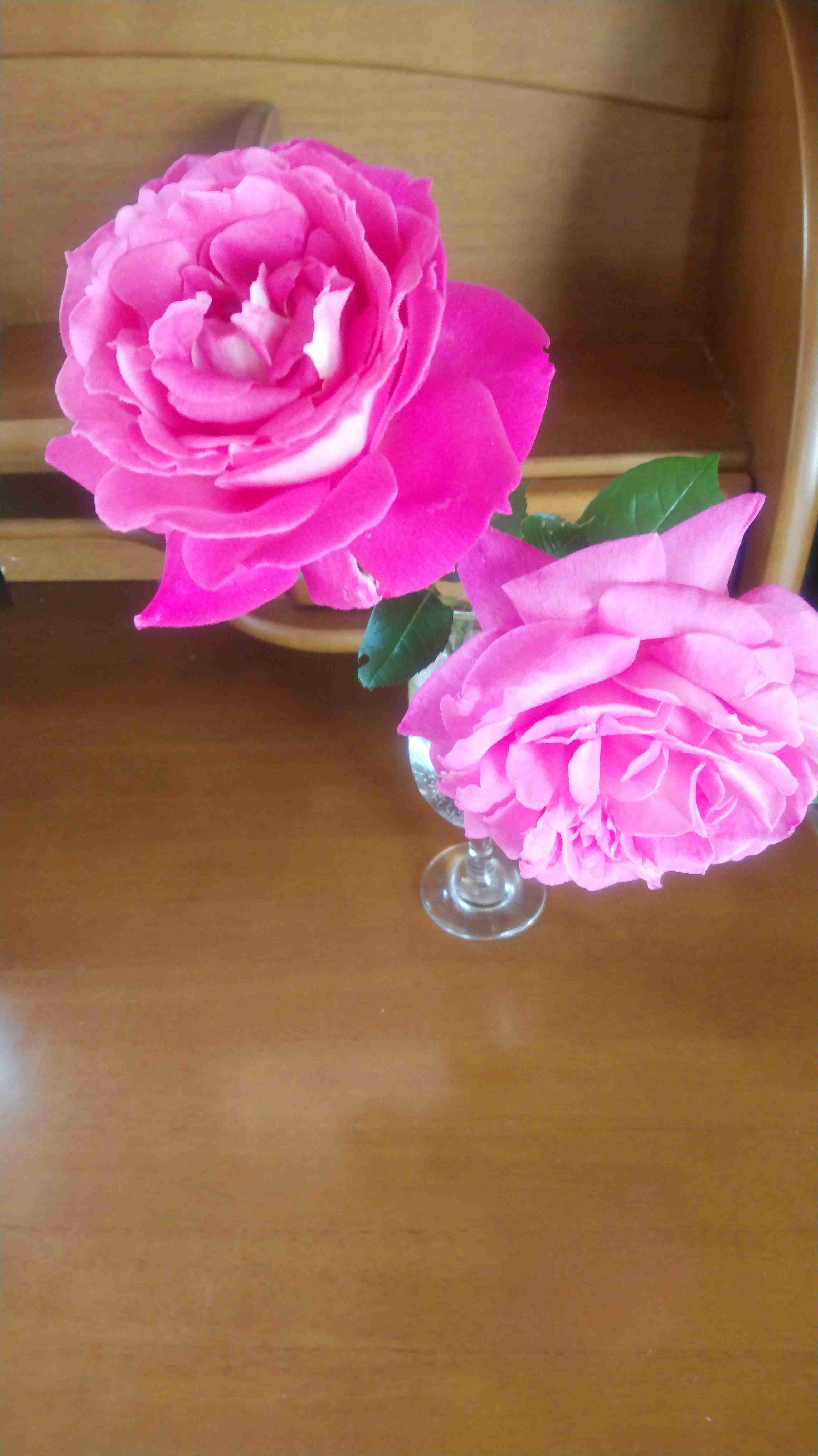 薔薇が見ごろ