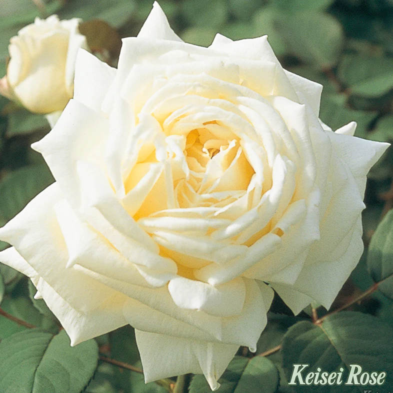 薔薇が見ごろ