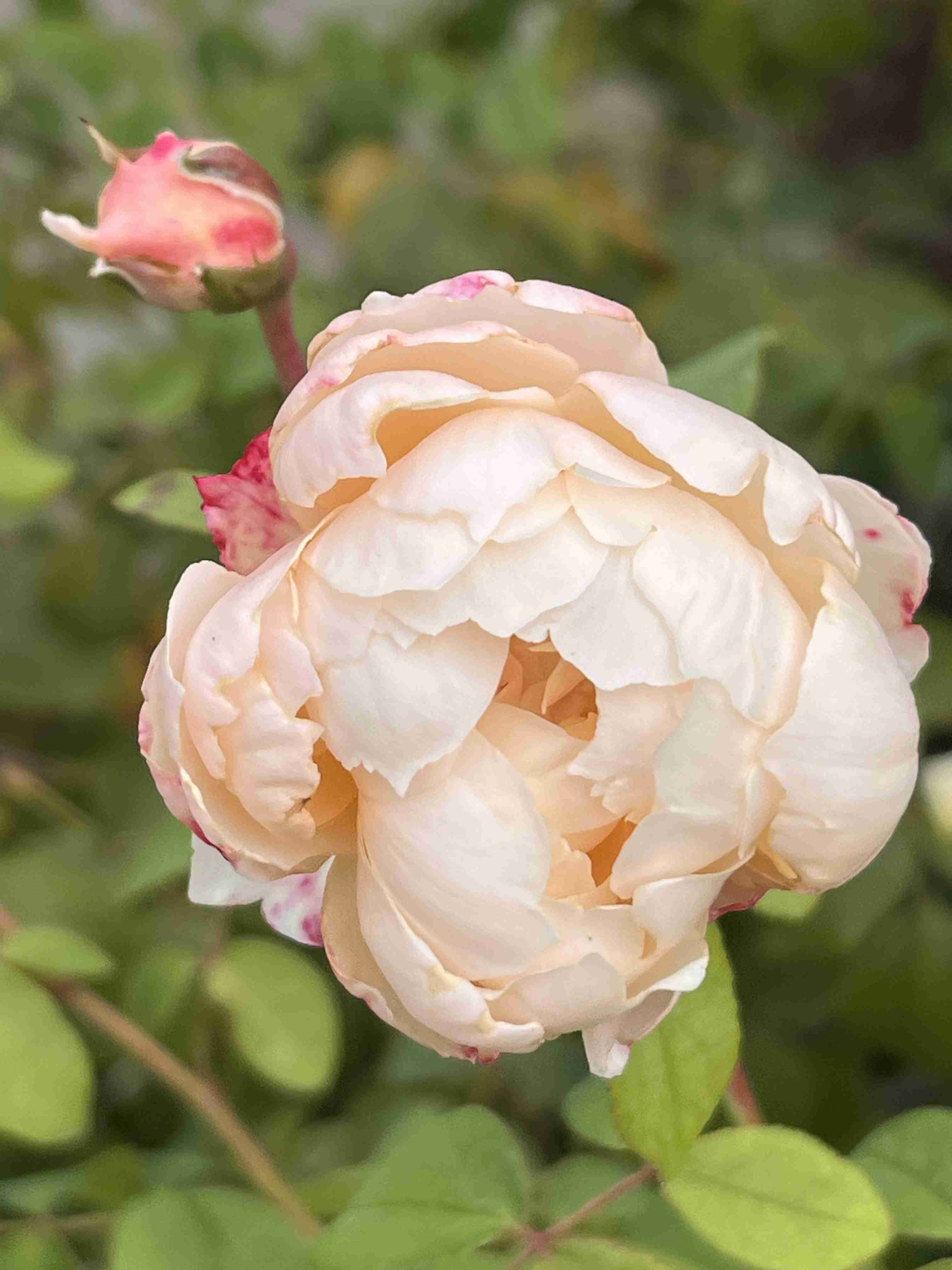 薔薇が見ごろ