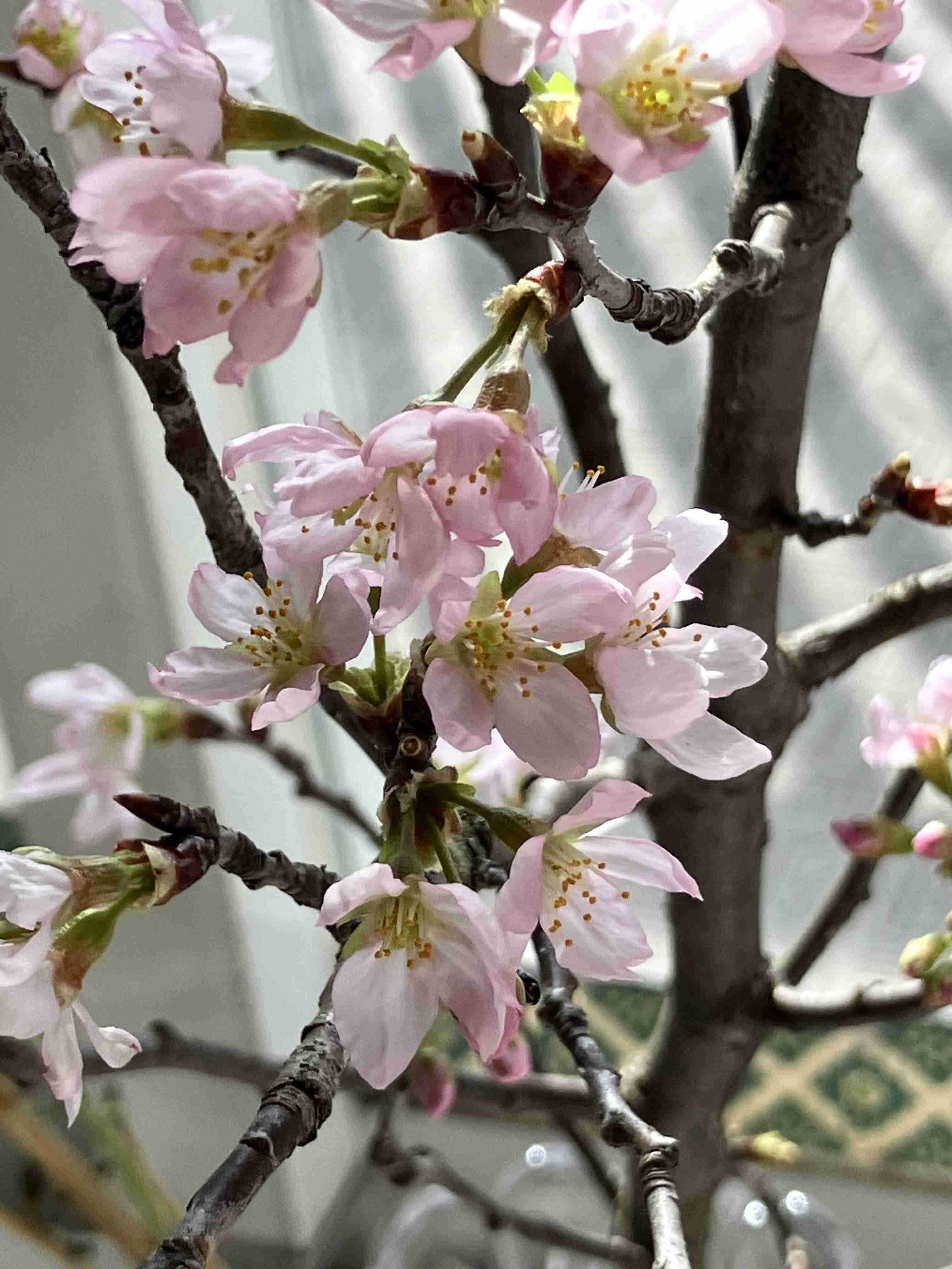 薔薇が見ごろ