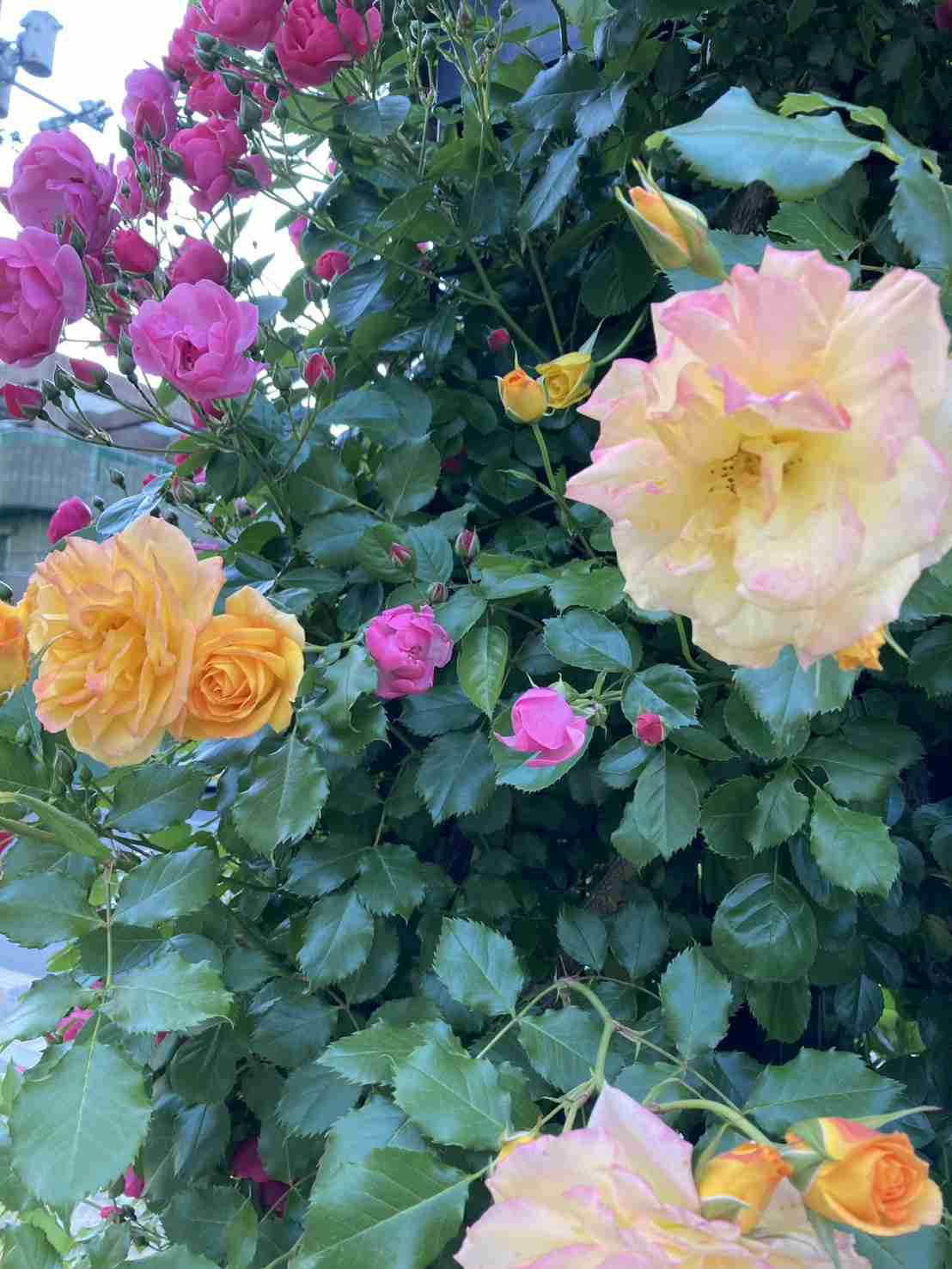 薔薇が見ごろ
