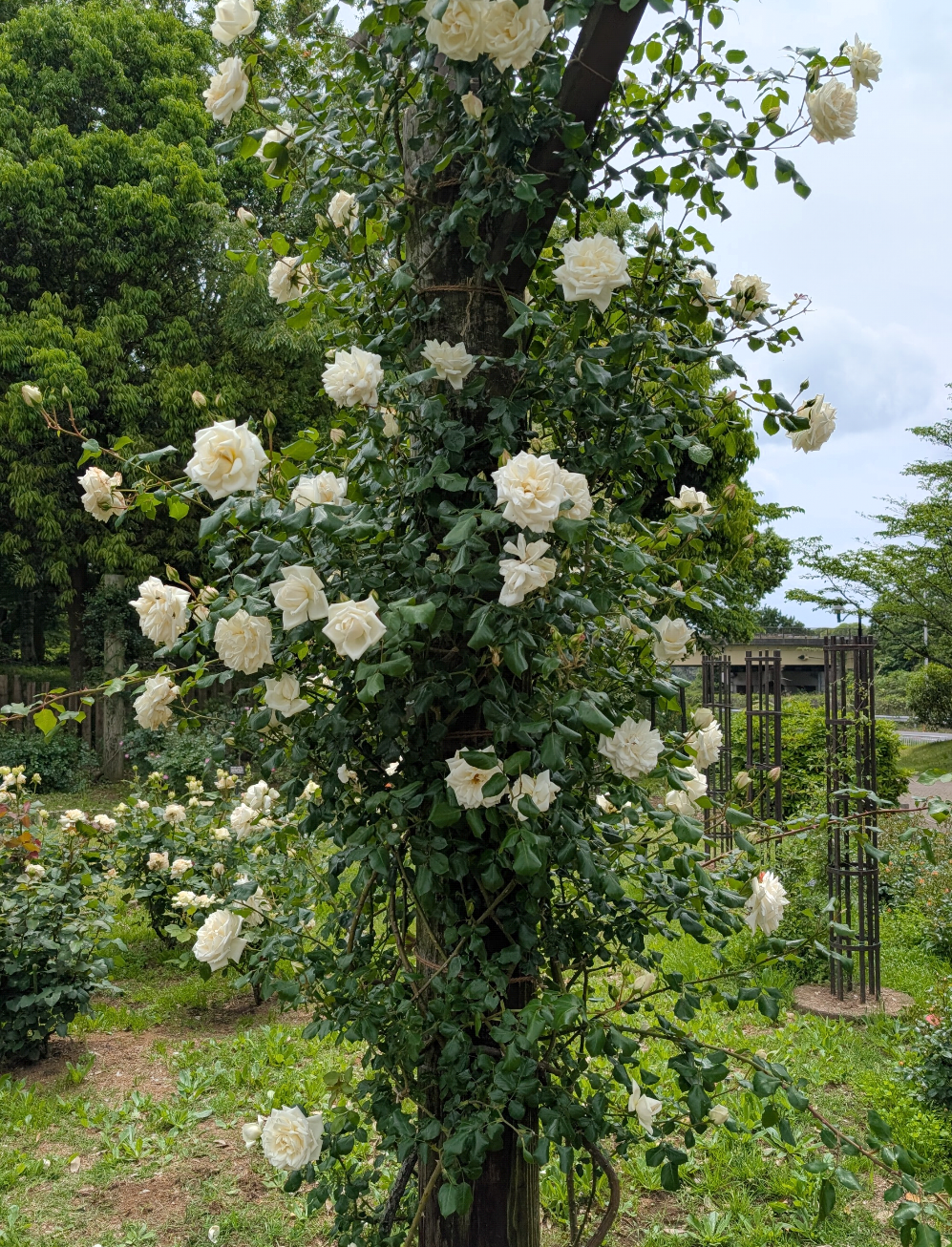 薔薇が見ごろ
