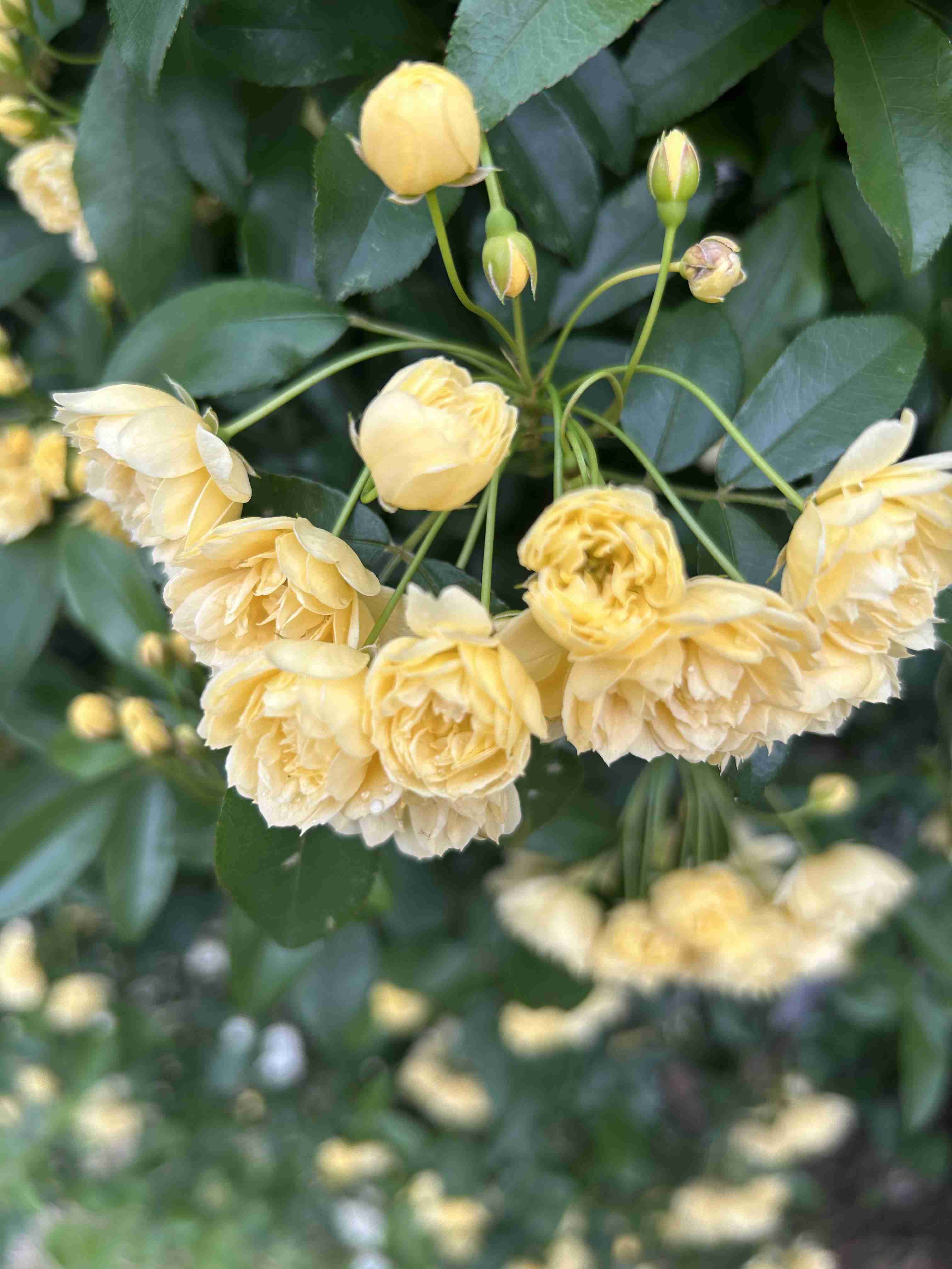薔薇が見ごろ
