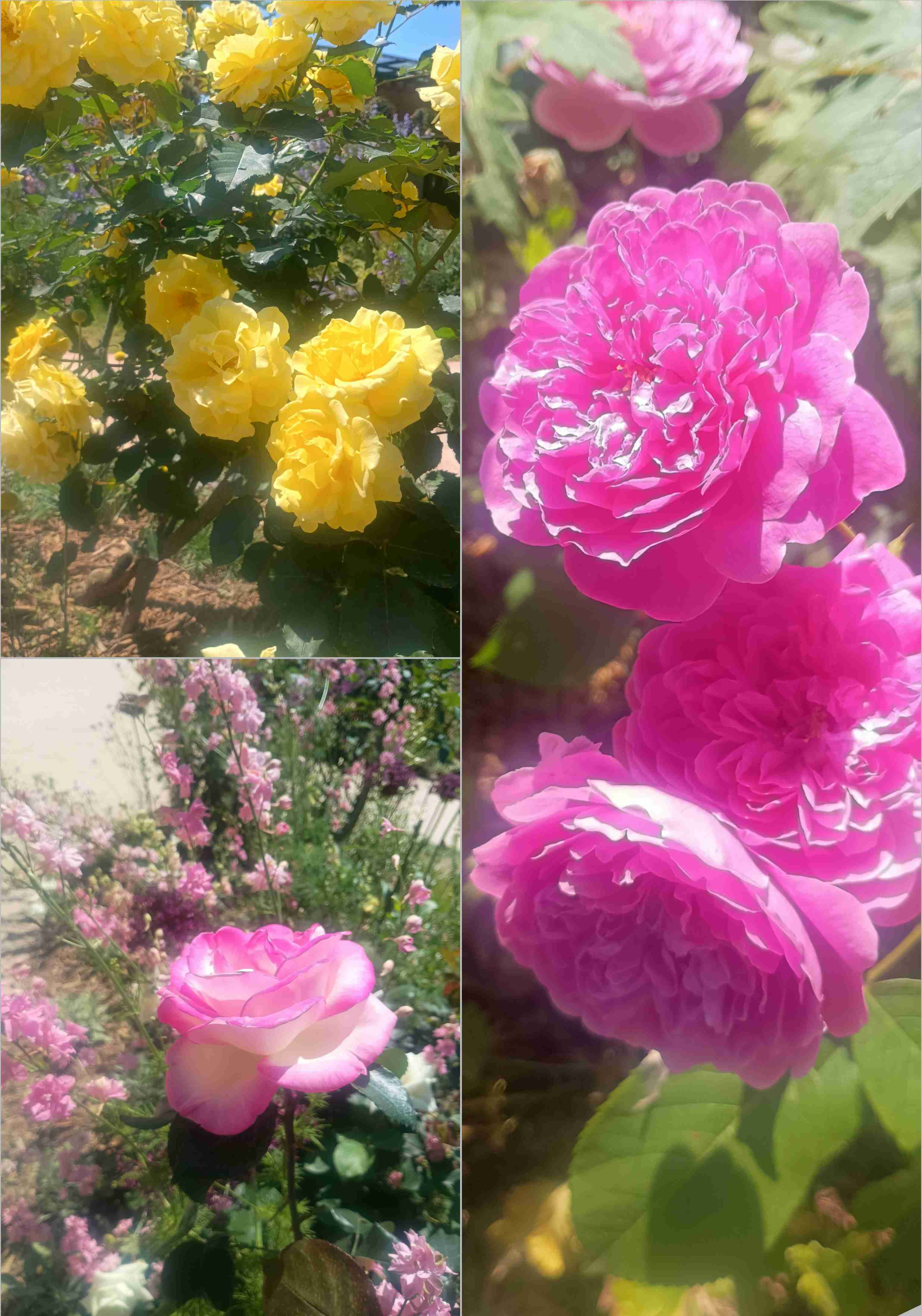 薔薇が見ごろ