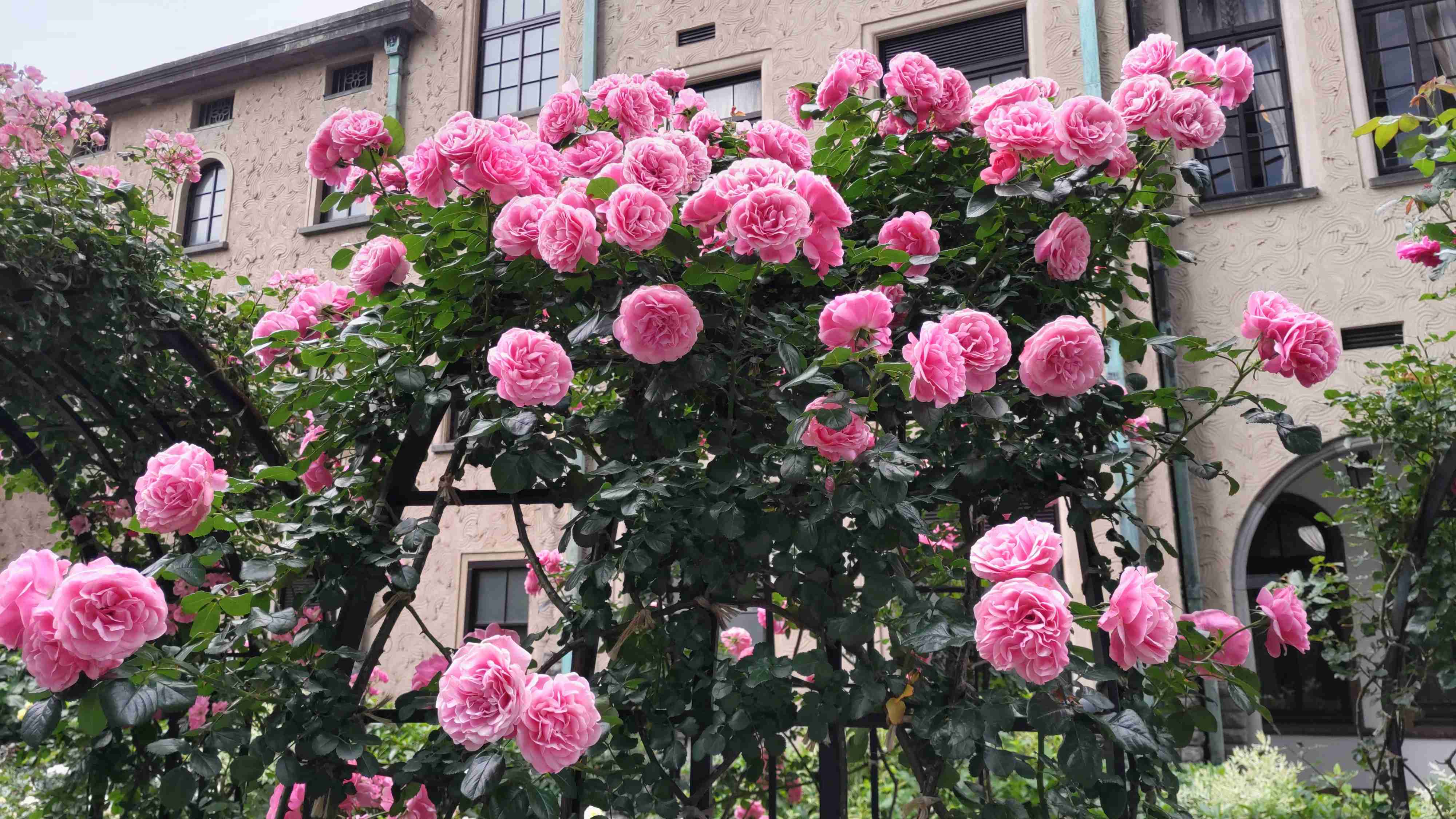 薔薇が見ごろ