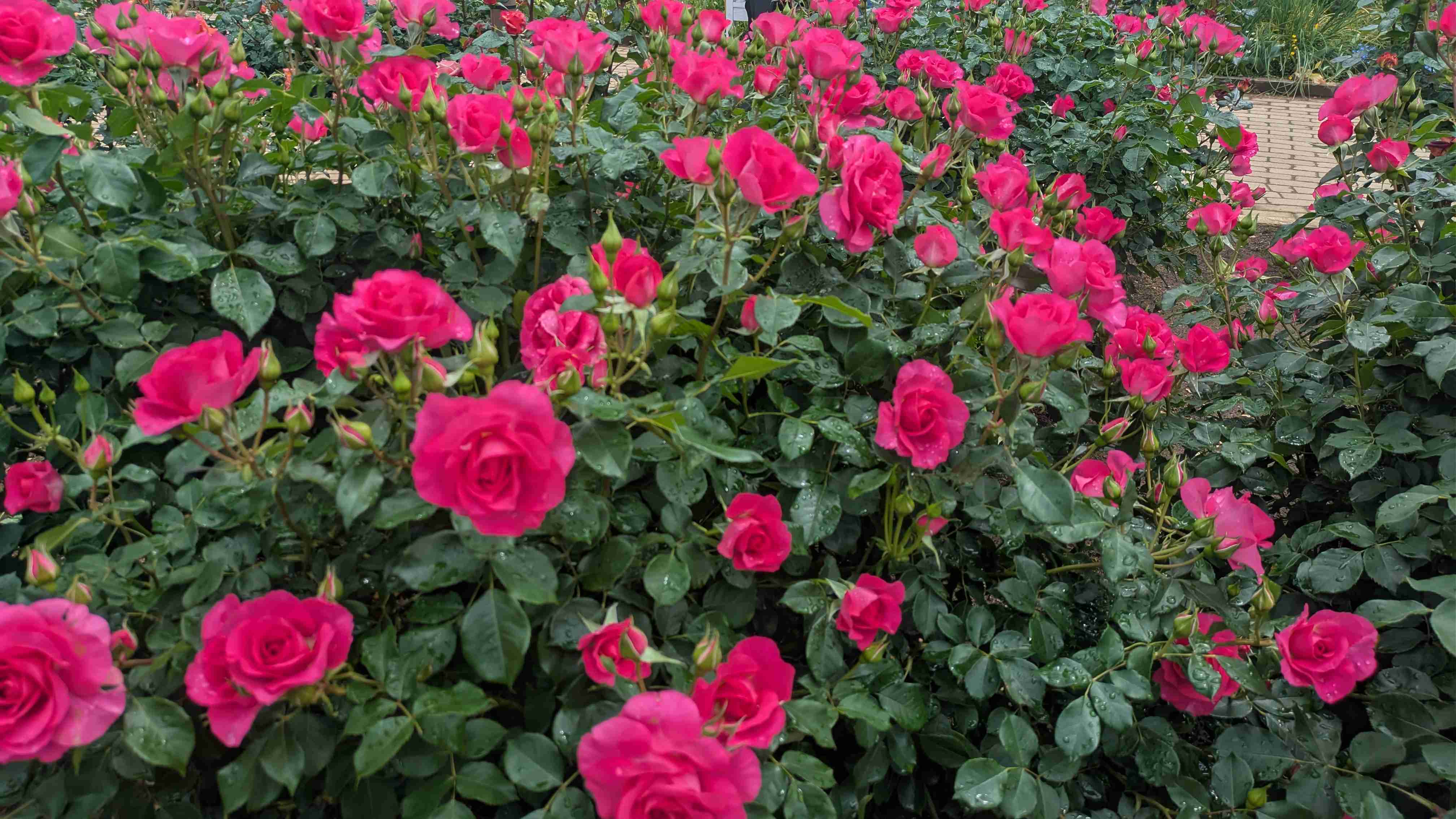 薔薇が見ごろ