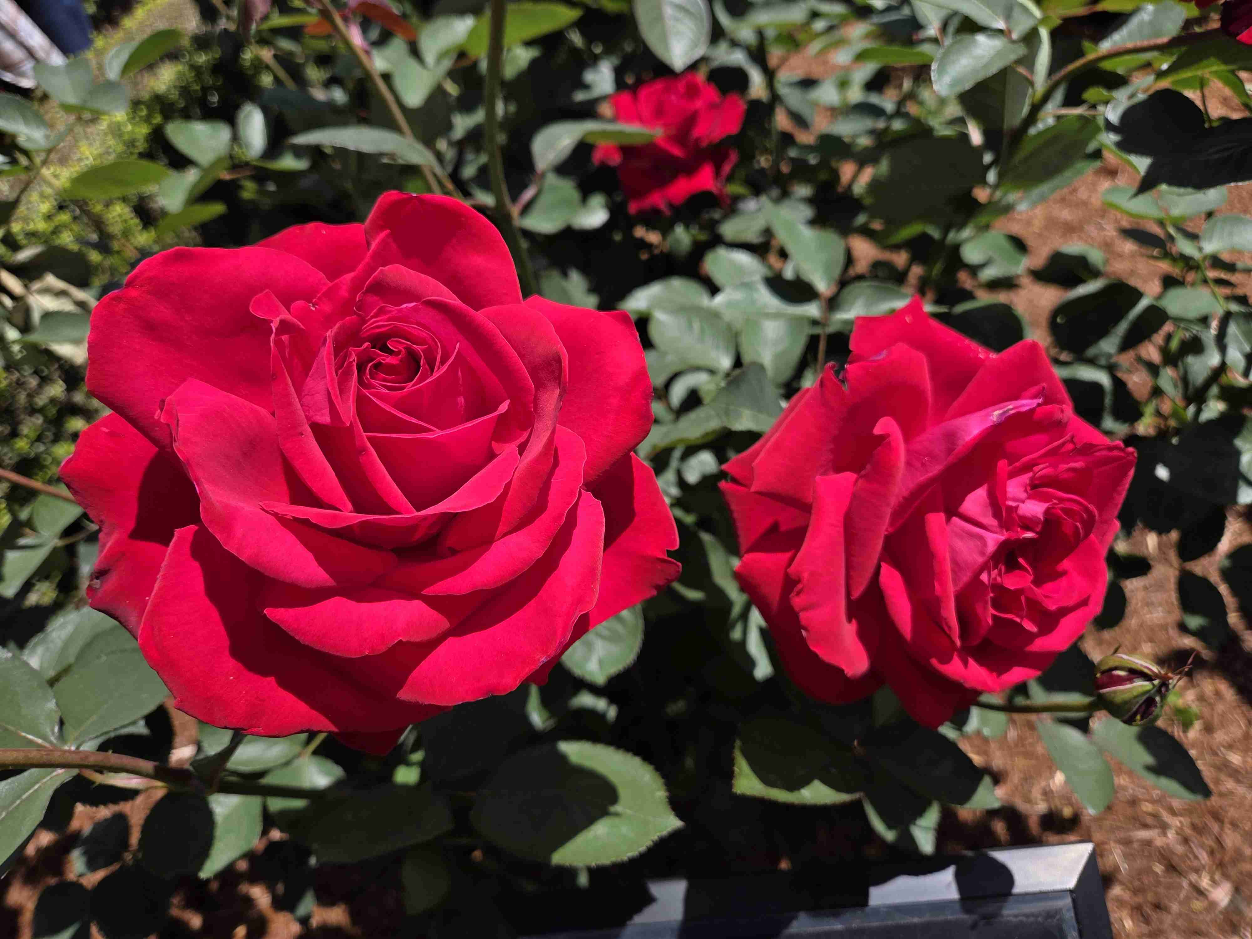 薔薇が見ごろ