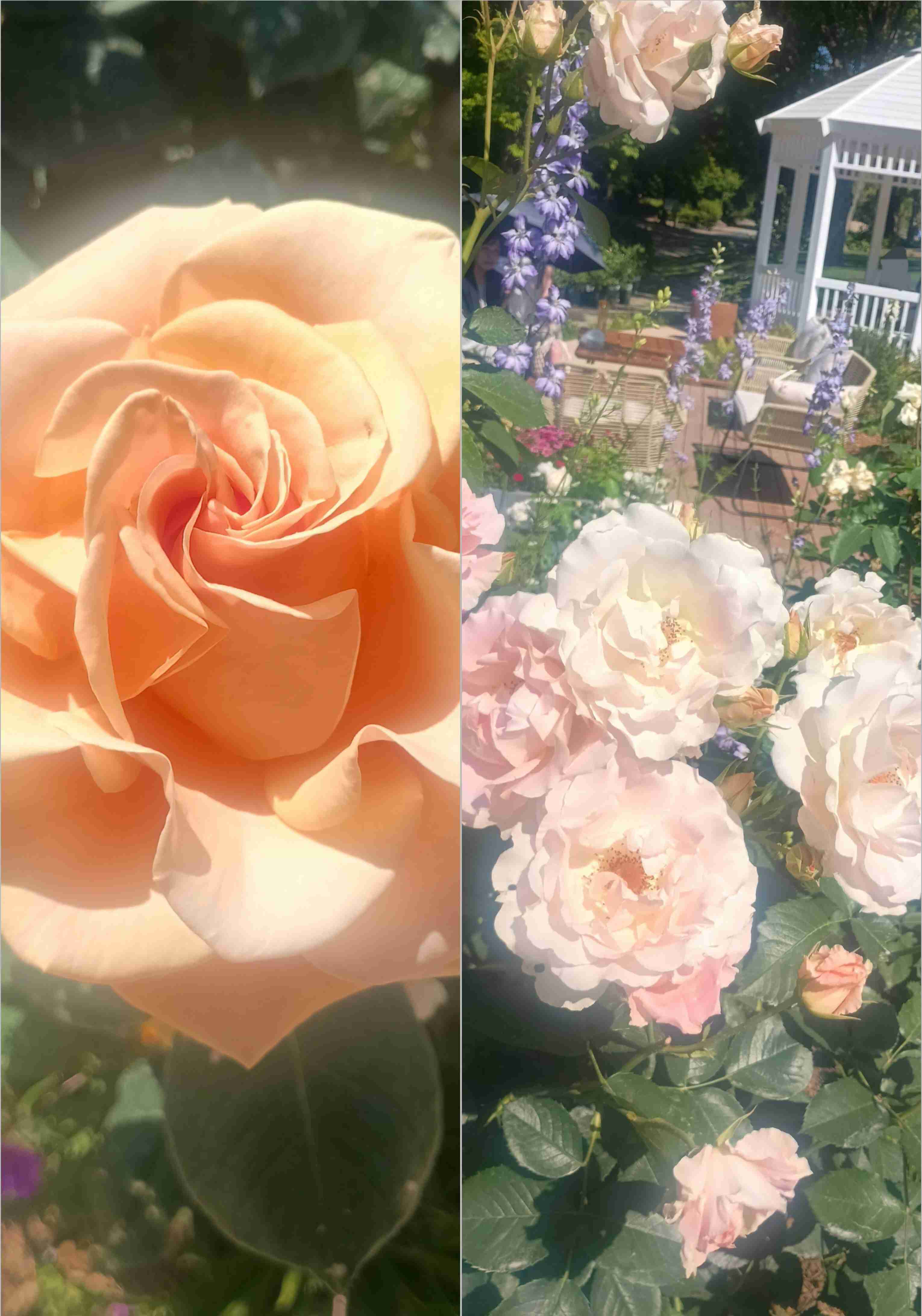 薔薇が見ごろ