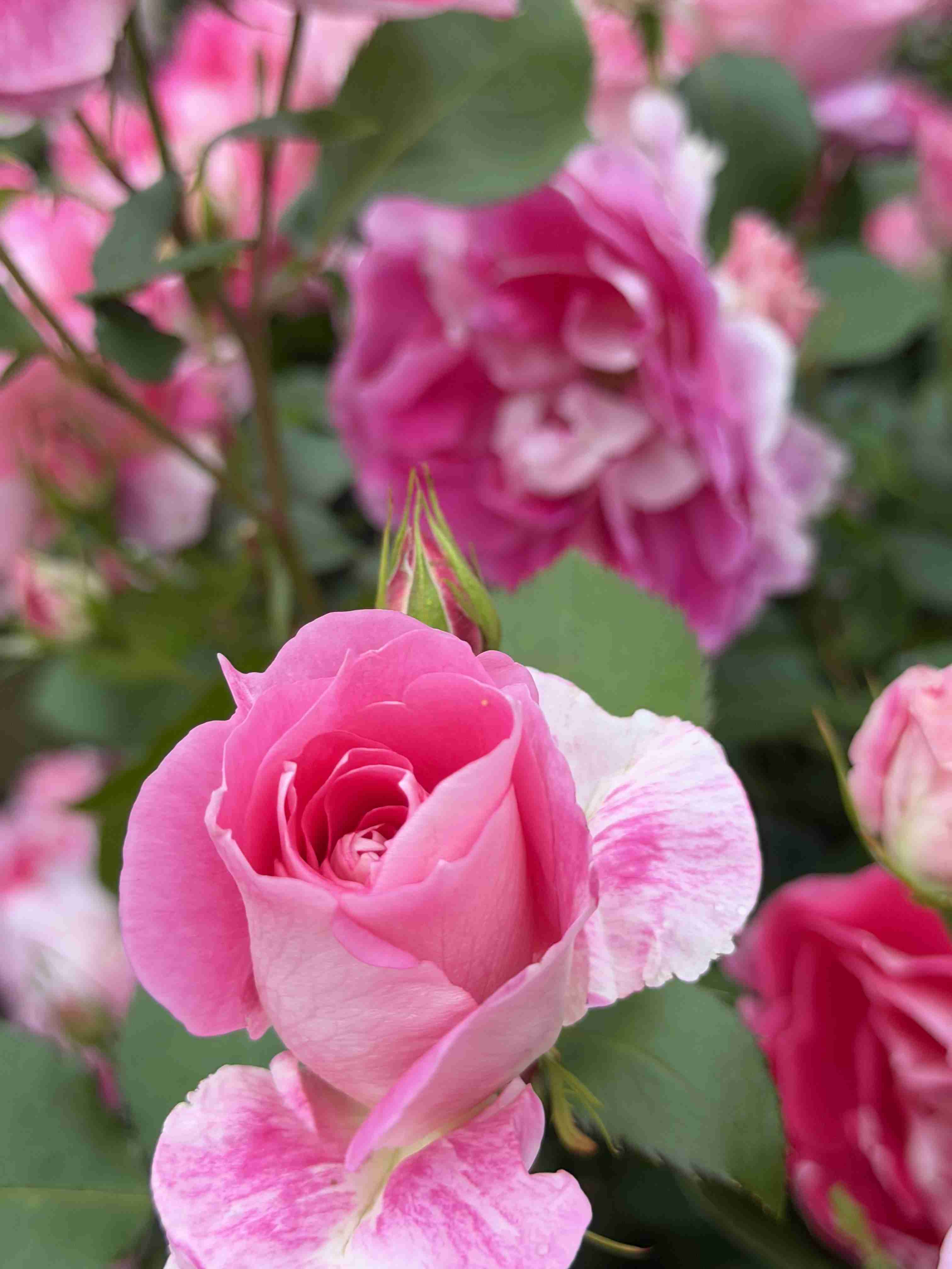 薔薇が見ごろ