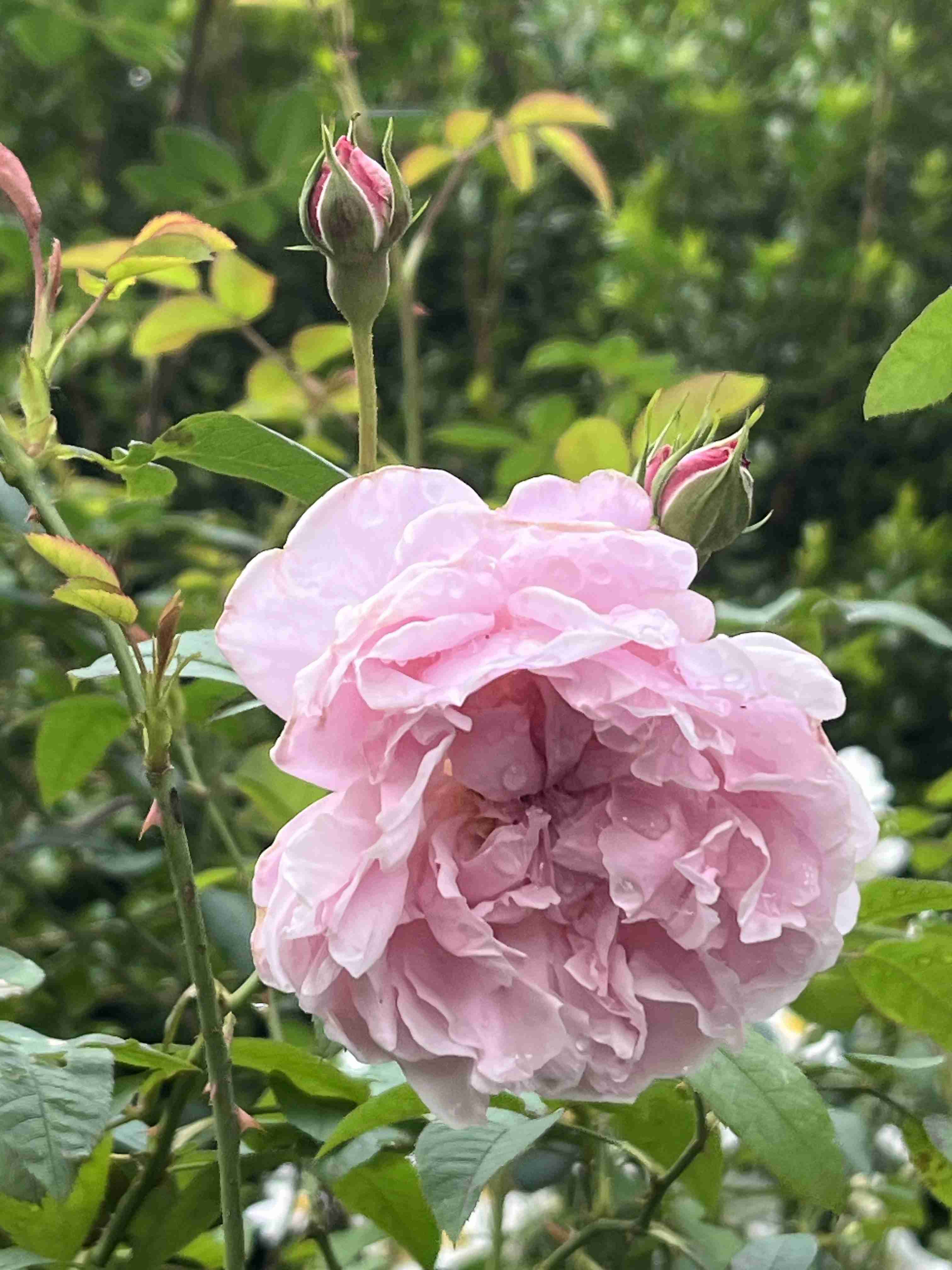 薔薇が見ごろ