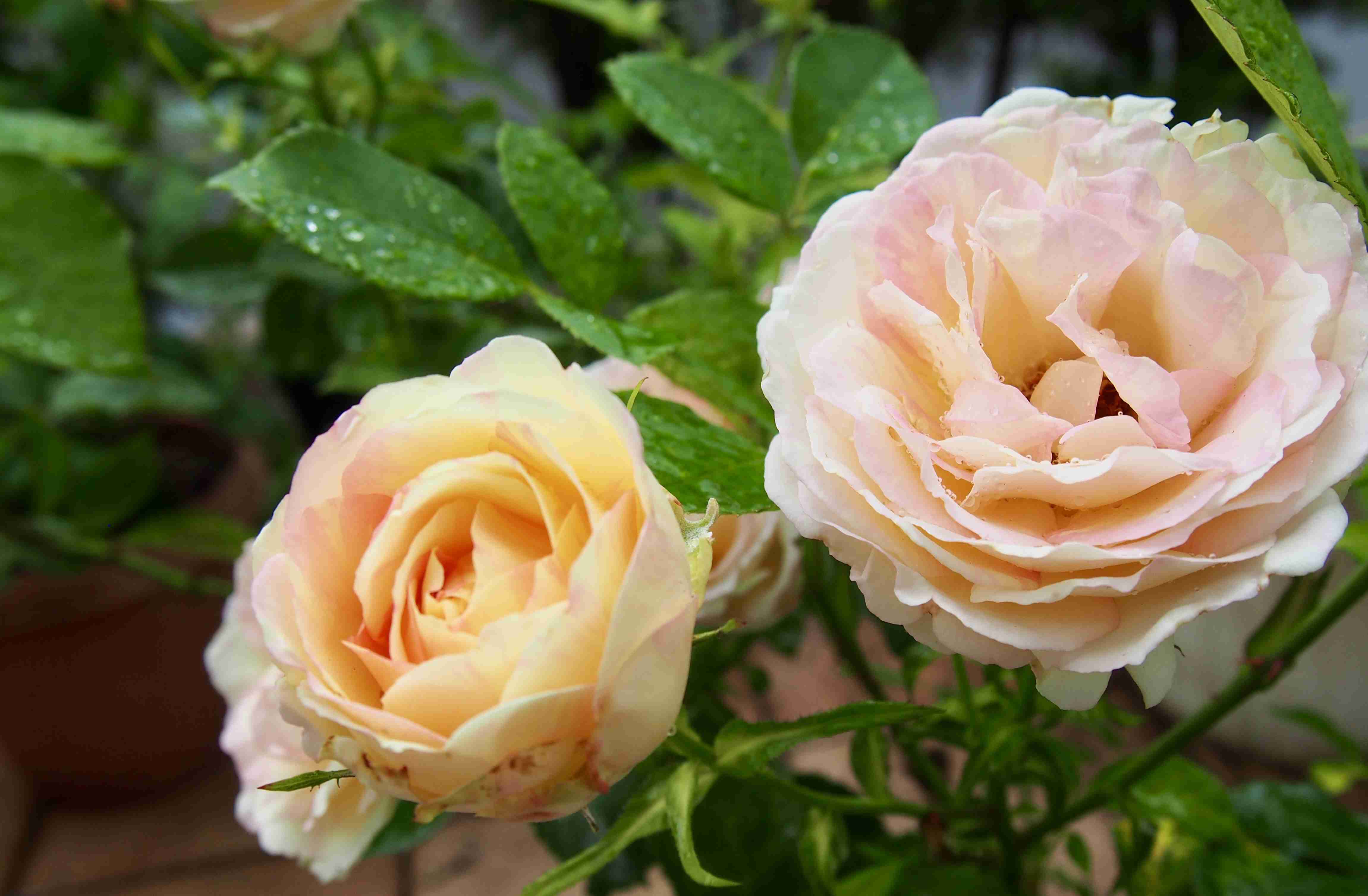 薔薇が見ごろ