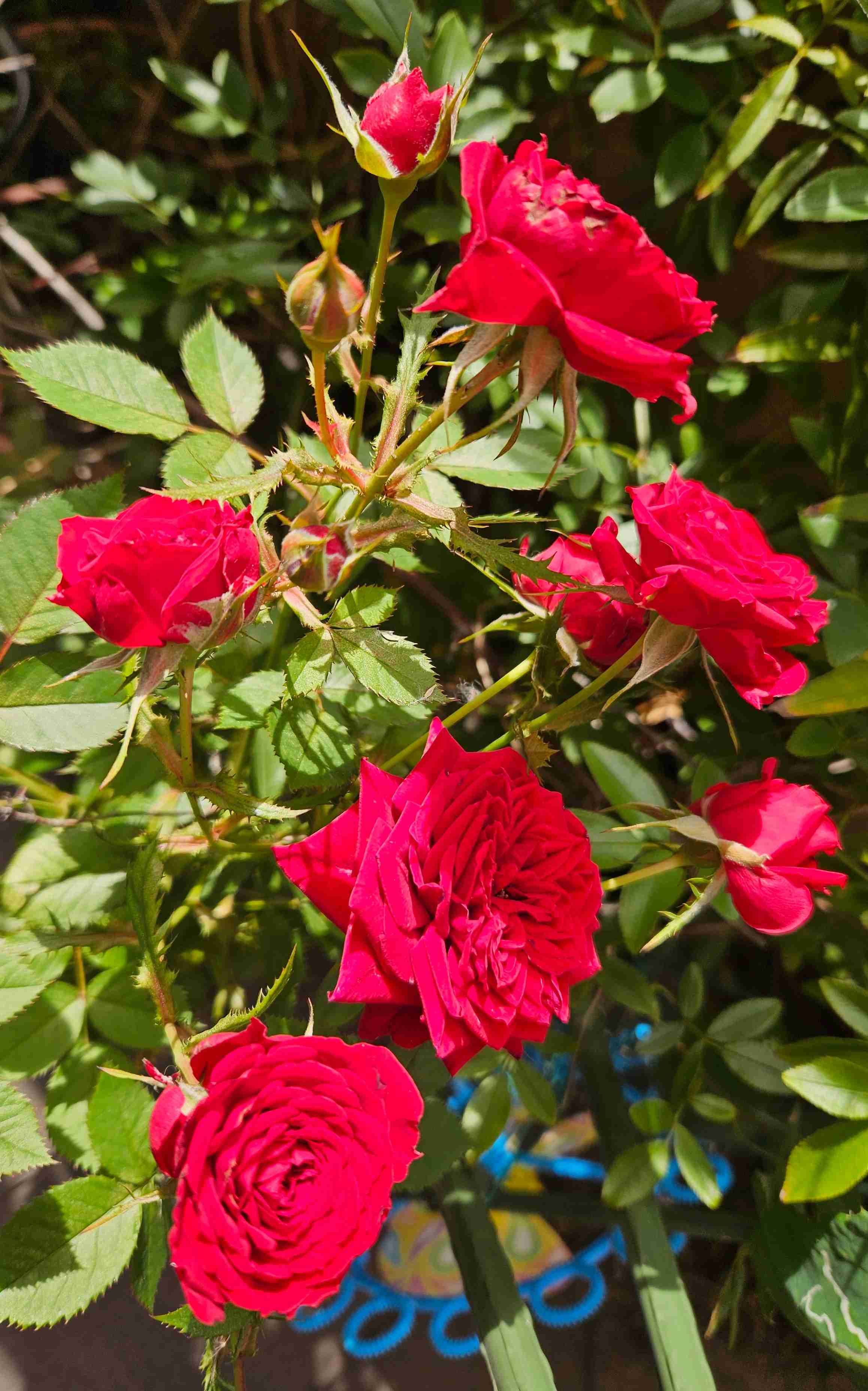 薔薇が見ごろ