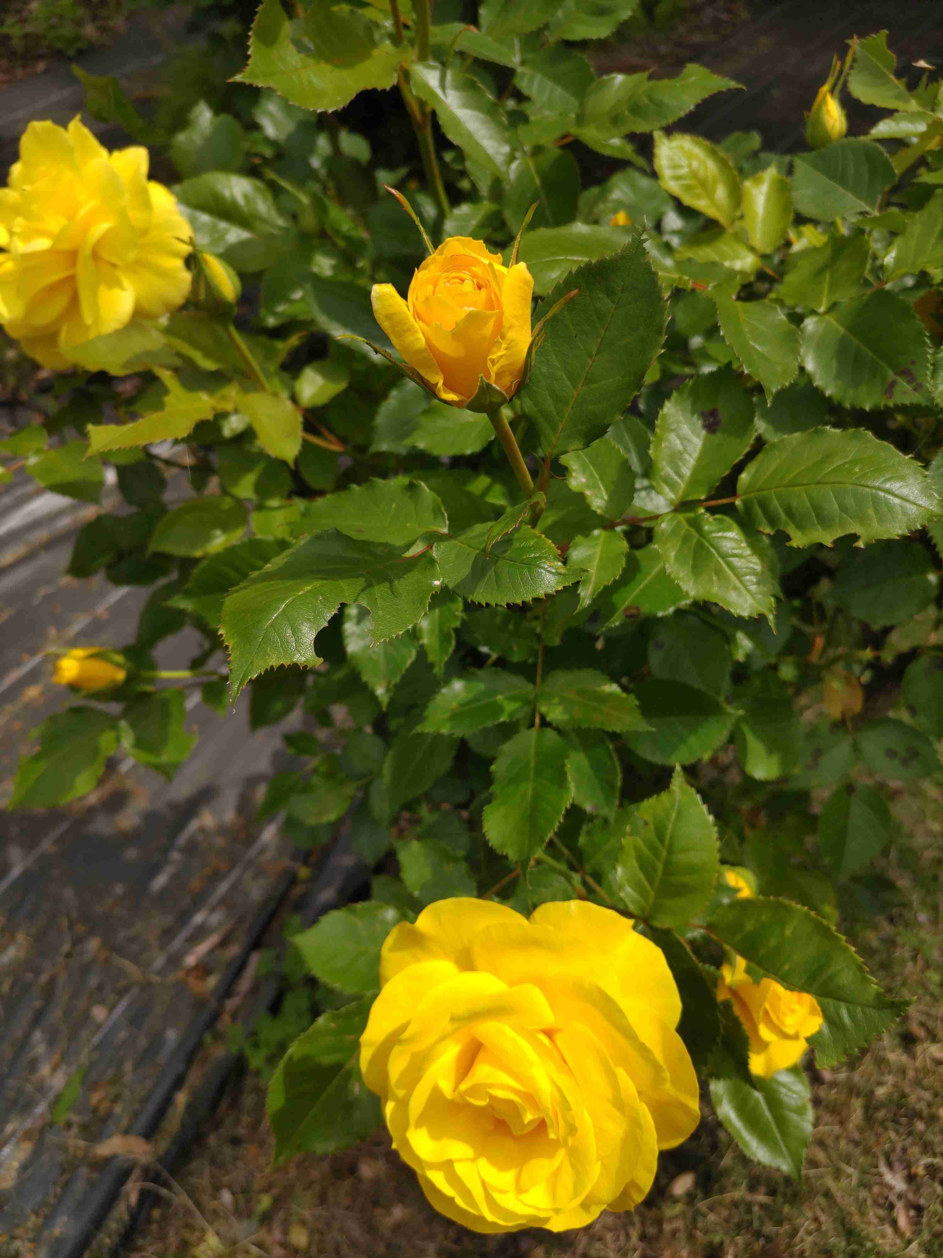薔薇が見ごろ
