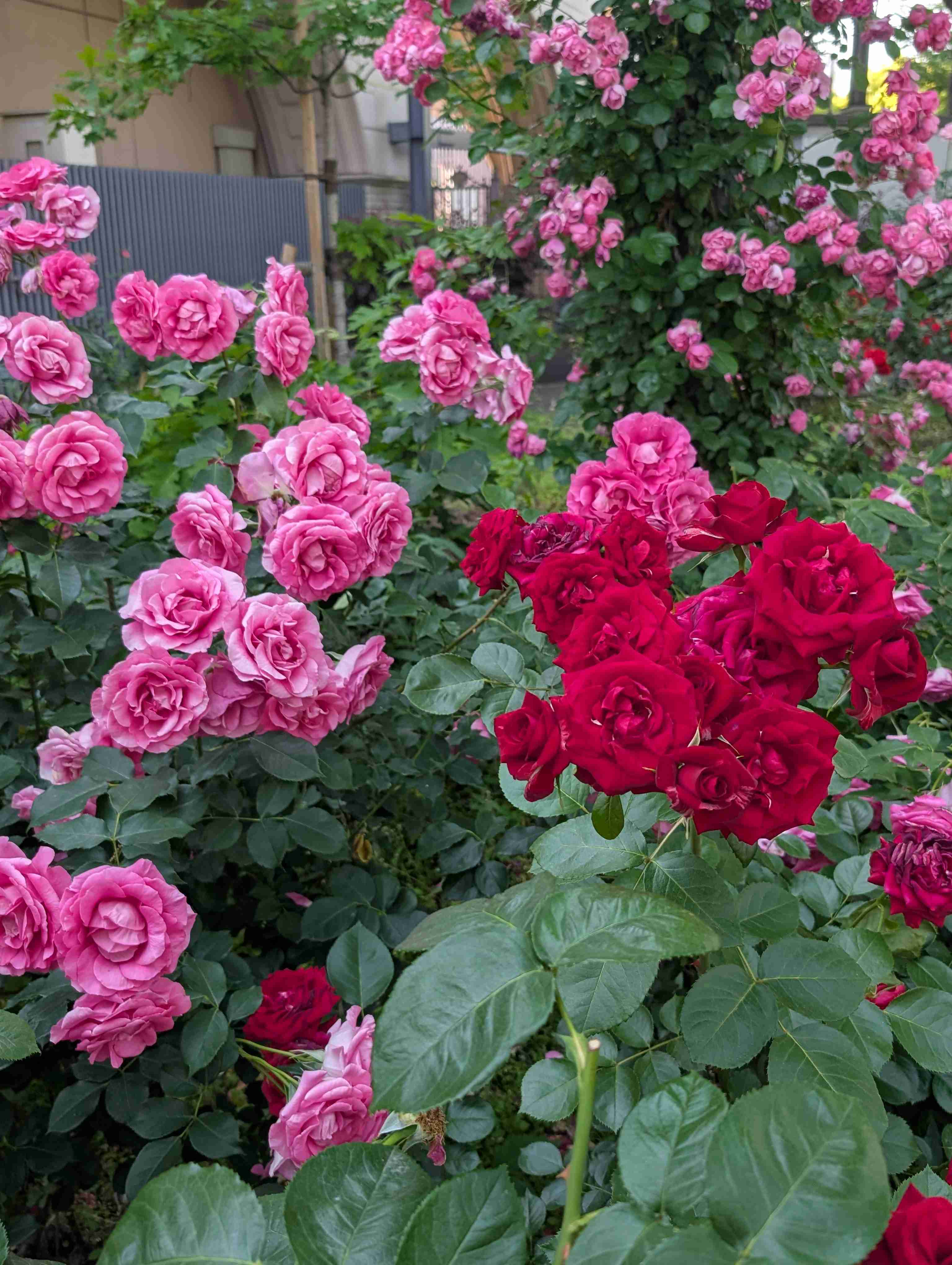 薔薇が見ごろ