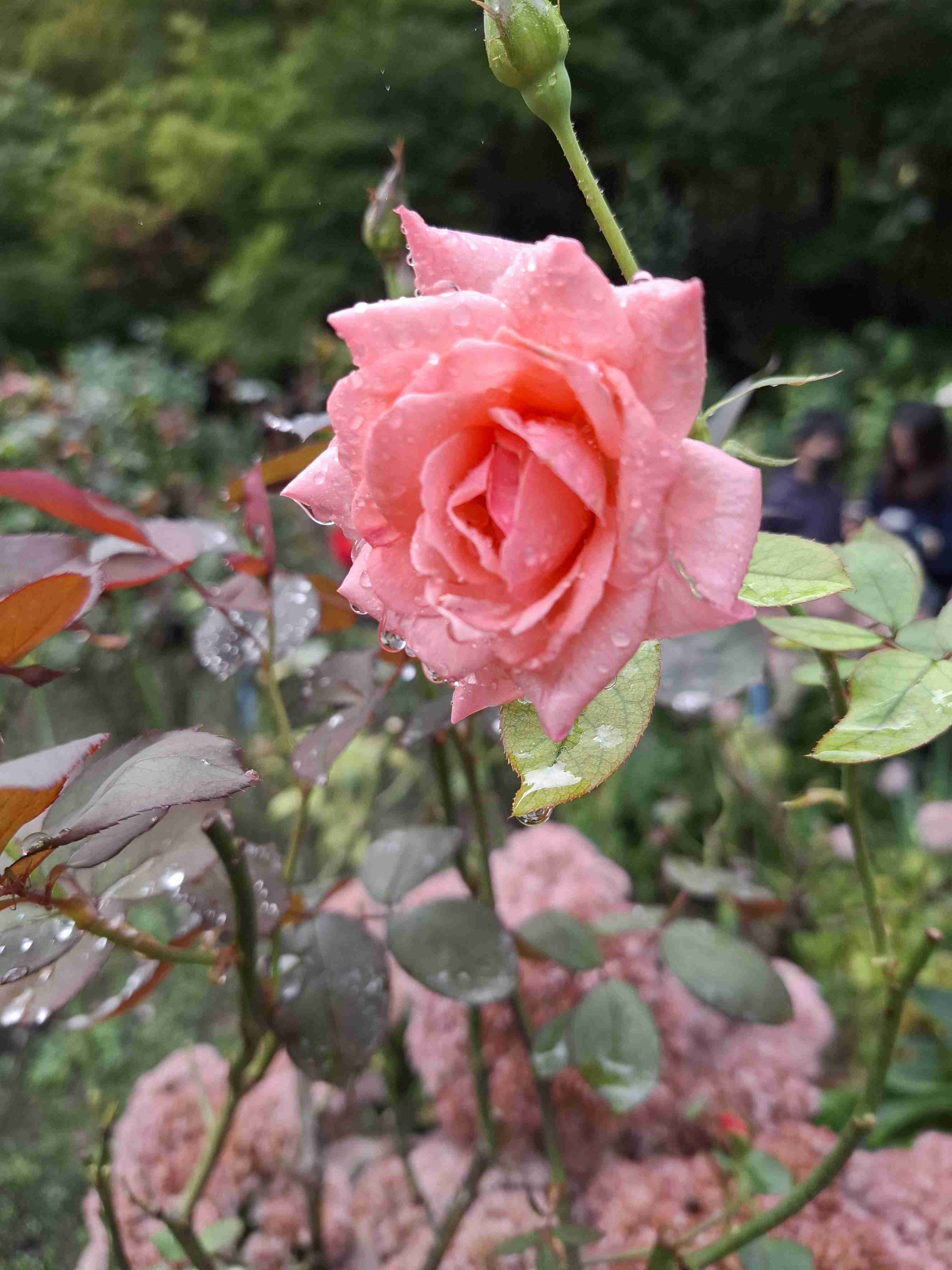 薔薇が見ごろ