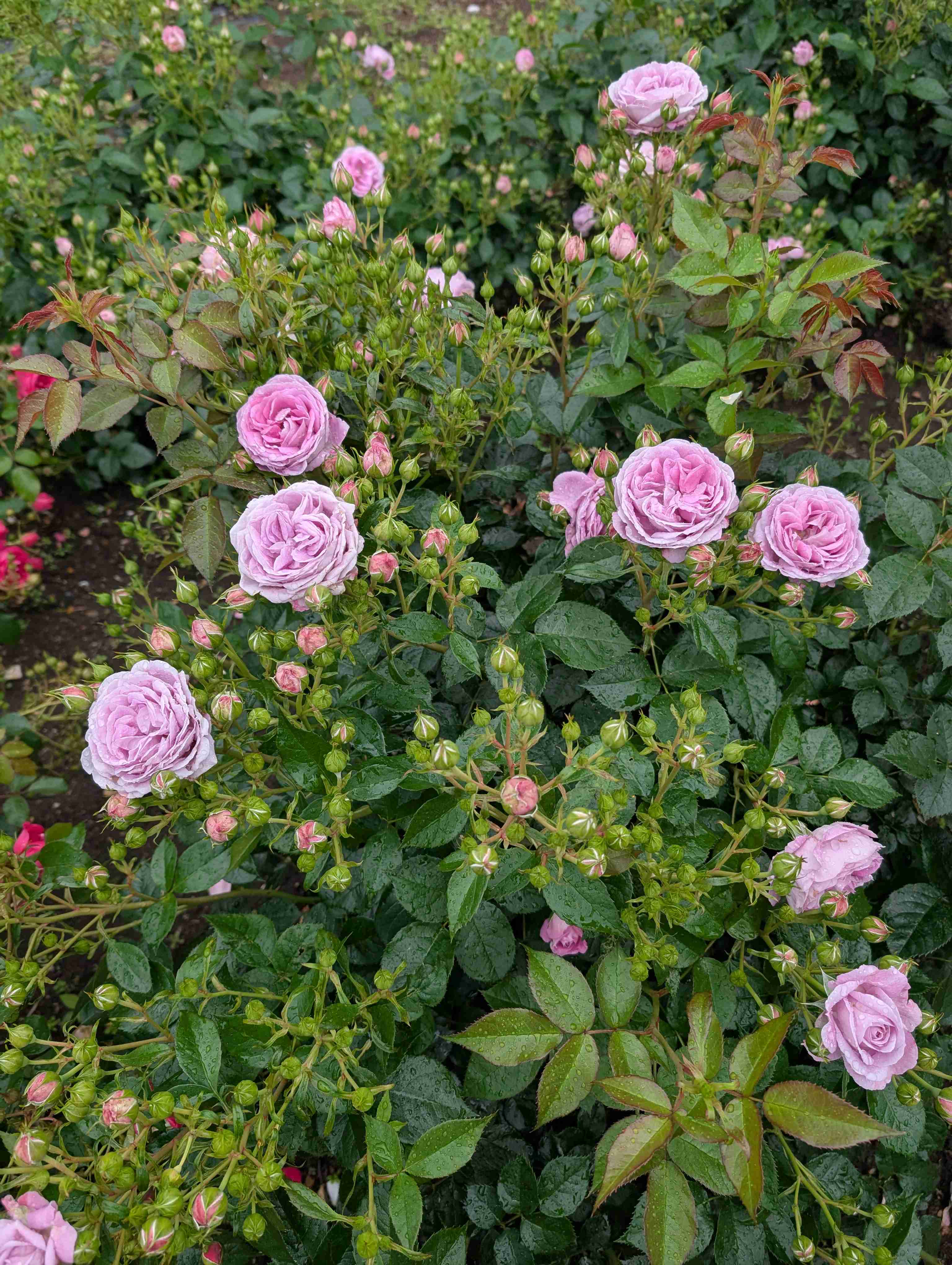 薔薇が見ごろ