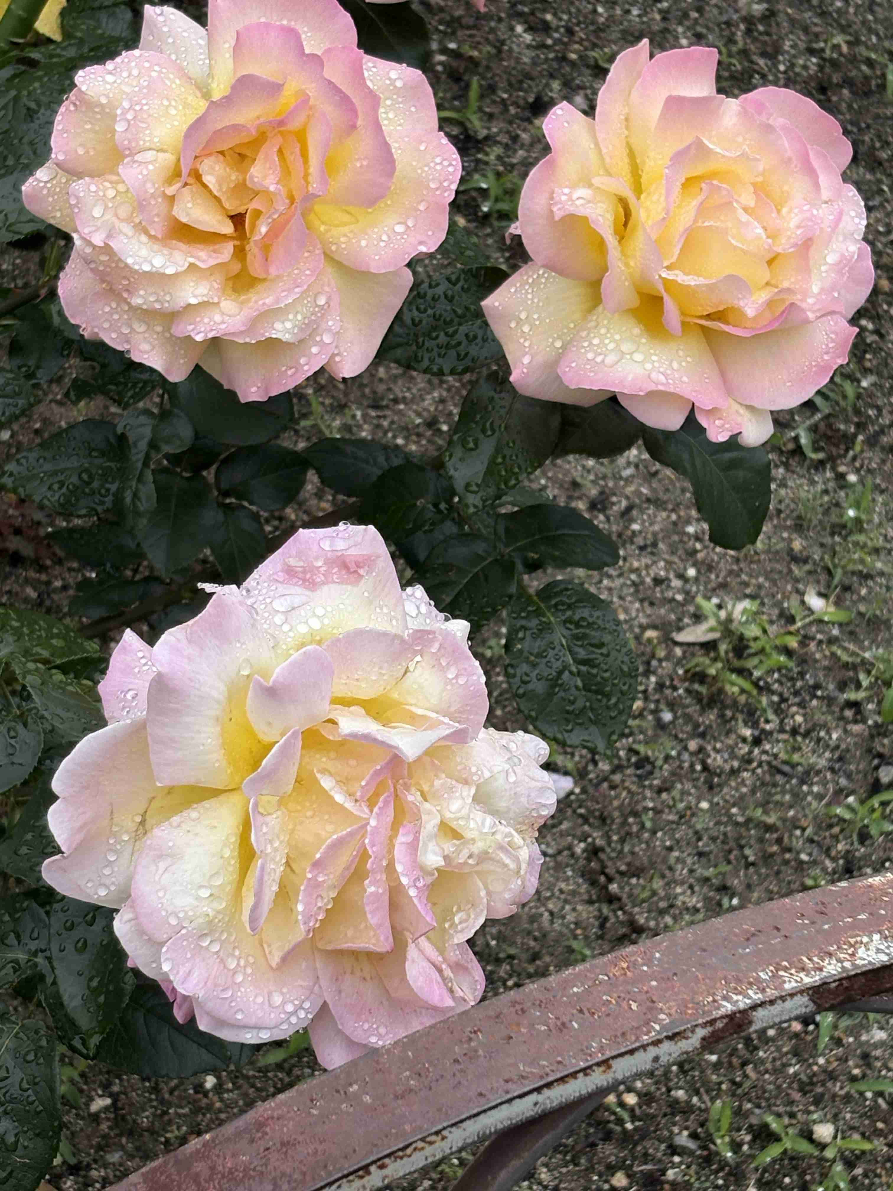 薔薇が見ごろ